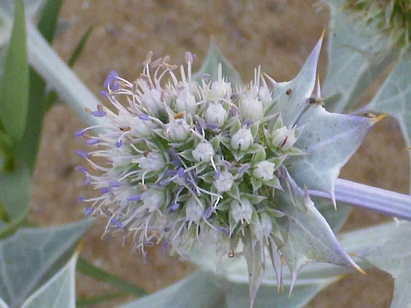 Sea Holly (Eryngium Maritimum) — This tough plant thrives in full sun, in well-drained soil, and tolerates drought and poor soils; peaking at approximately 1