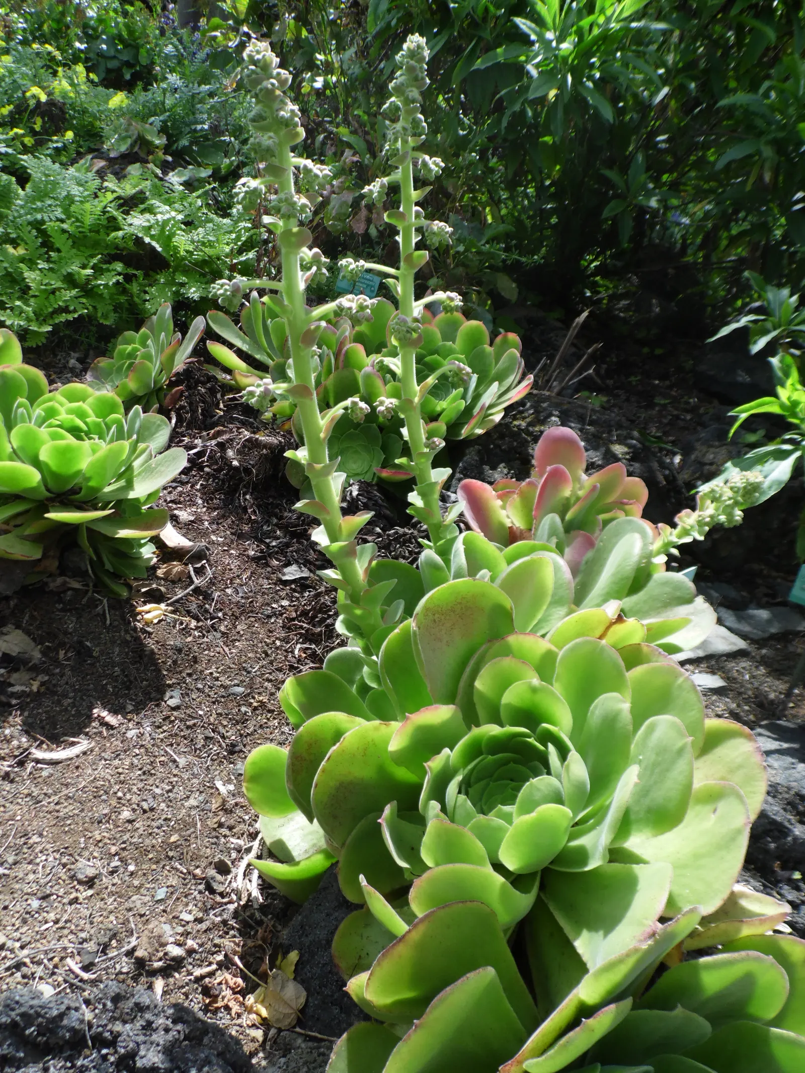 Giant Velvet Rose (Aeonium Canariense) — is an attractive succulent with broad; the plant adds a touch of exotic elegance to any landscape design