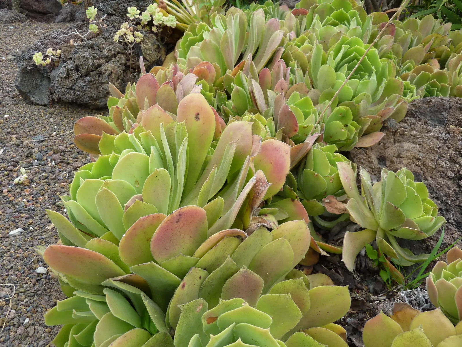 Giant Velvet Rose (Aeonium Canariense) — Ensure that the client is aware of its care requirements for optimal growth and a stunning display