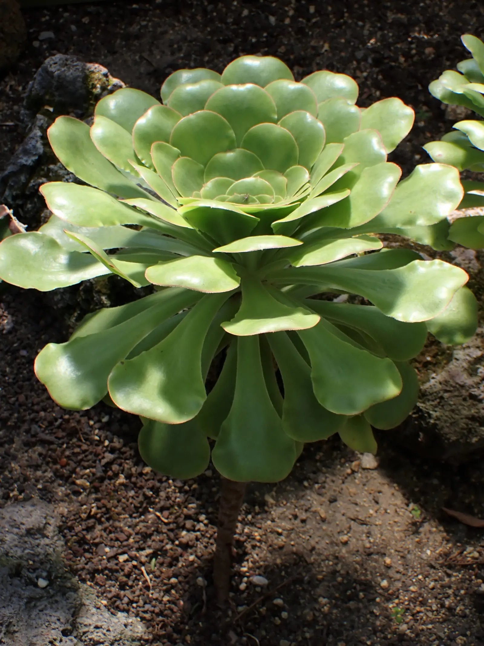 Giant Velvet Rose (Aeonium Canariense) — Ideal for rock gardens and Mediterranean-inspired landscapes