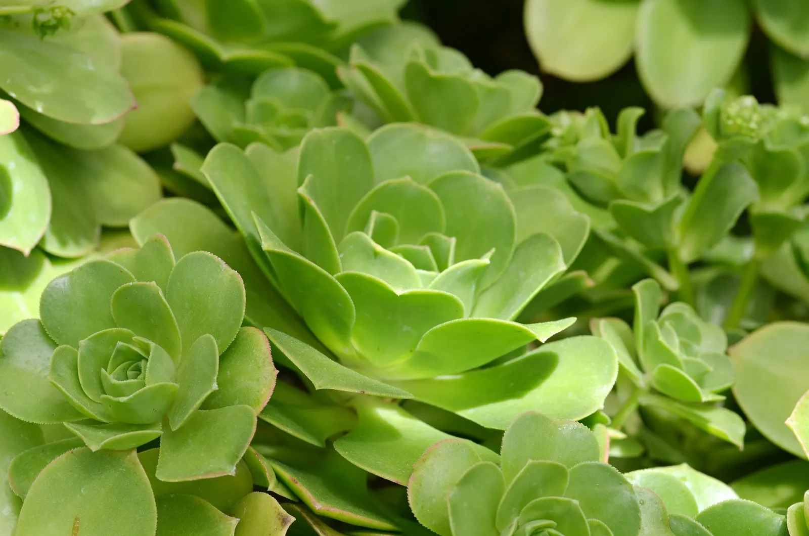 Giant Velvet Rose (Aeonium Canariense) — Ensure that the client is aware of its care requirements for optimal growth and a stunning display; originating from