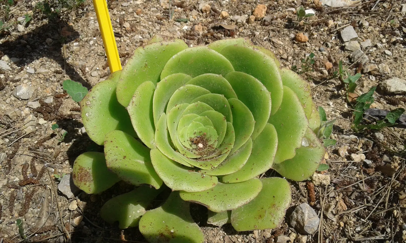 Giant Velvet Rose (Aeonium Canariense) — the plant adds a touch of exotic elegance to any landscape design