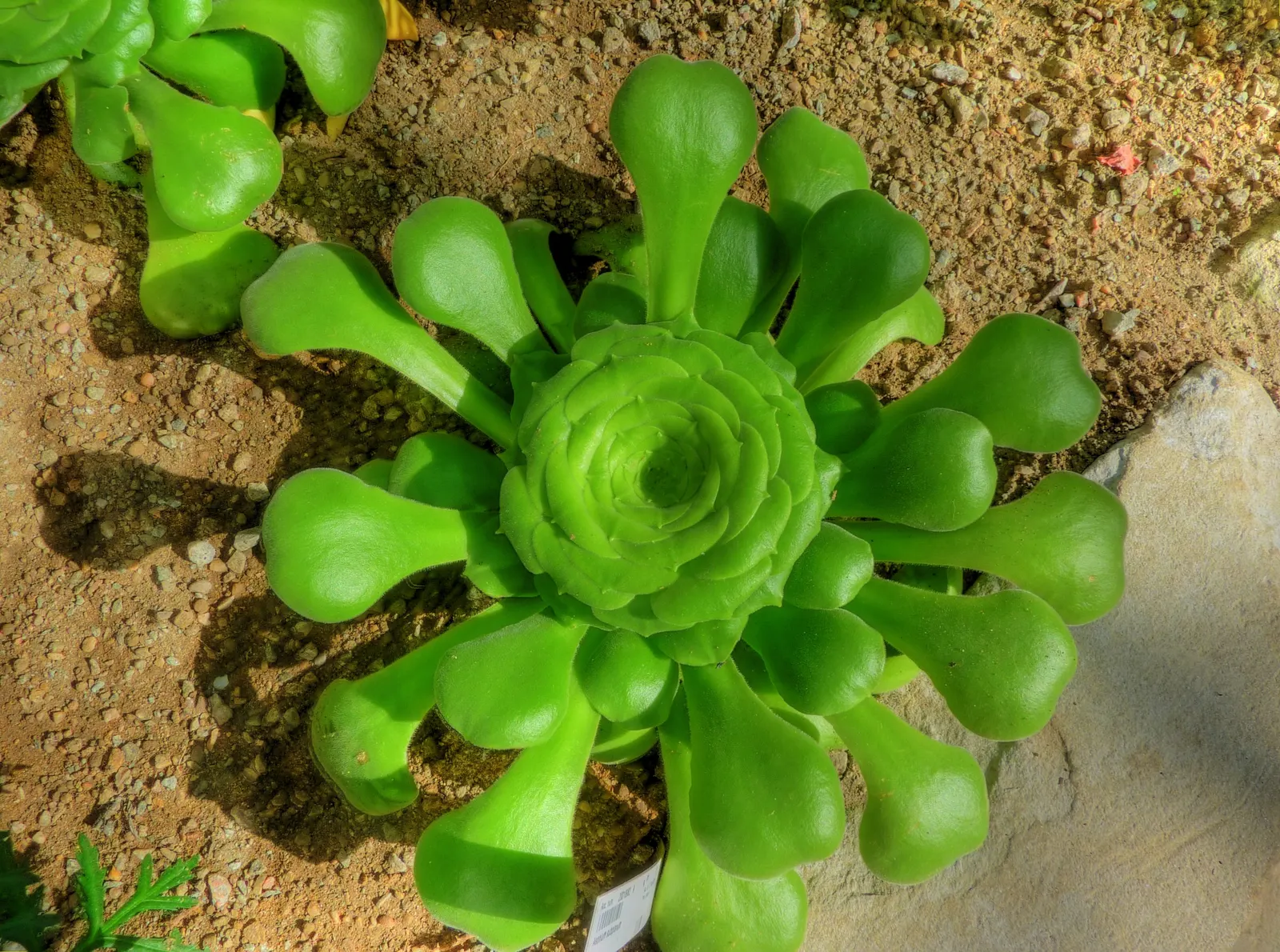 Giant Velvet Rose (Aeonium Canariense) — is an evergreen succulent native to the Canary Islands