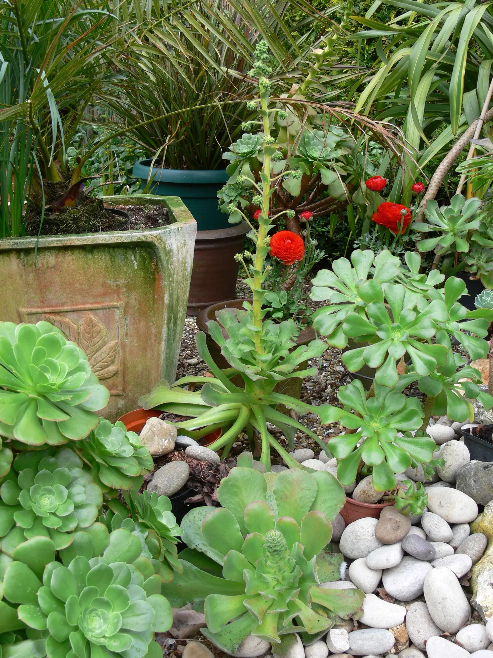 Giant Velvet Rose (Aeonium Canariense) — depending on the climate; overwatering can be detrimental; originating from the Canary Islands, it can reach up to 24