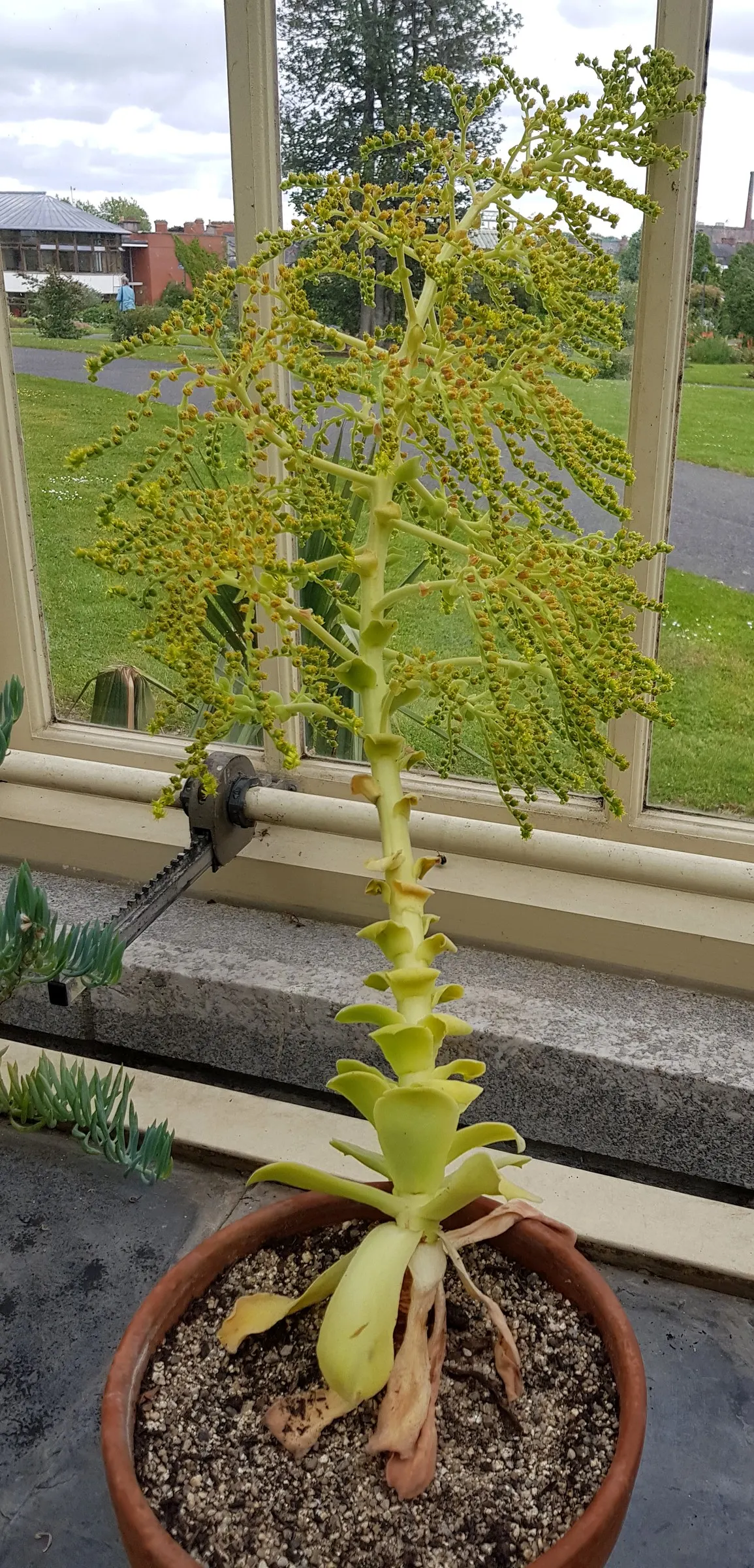 Giant Velvet Rose (Aeonium Canariense) — commonly known as the Giant Velvet Rose