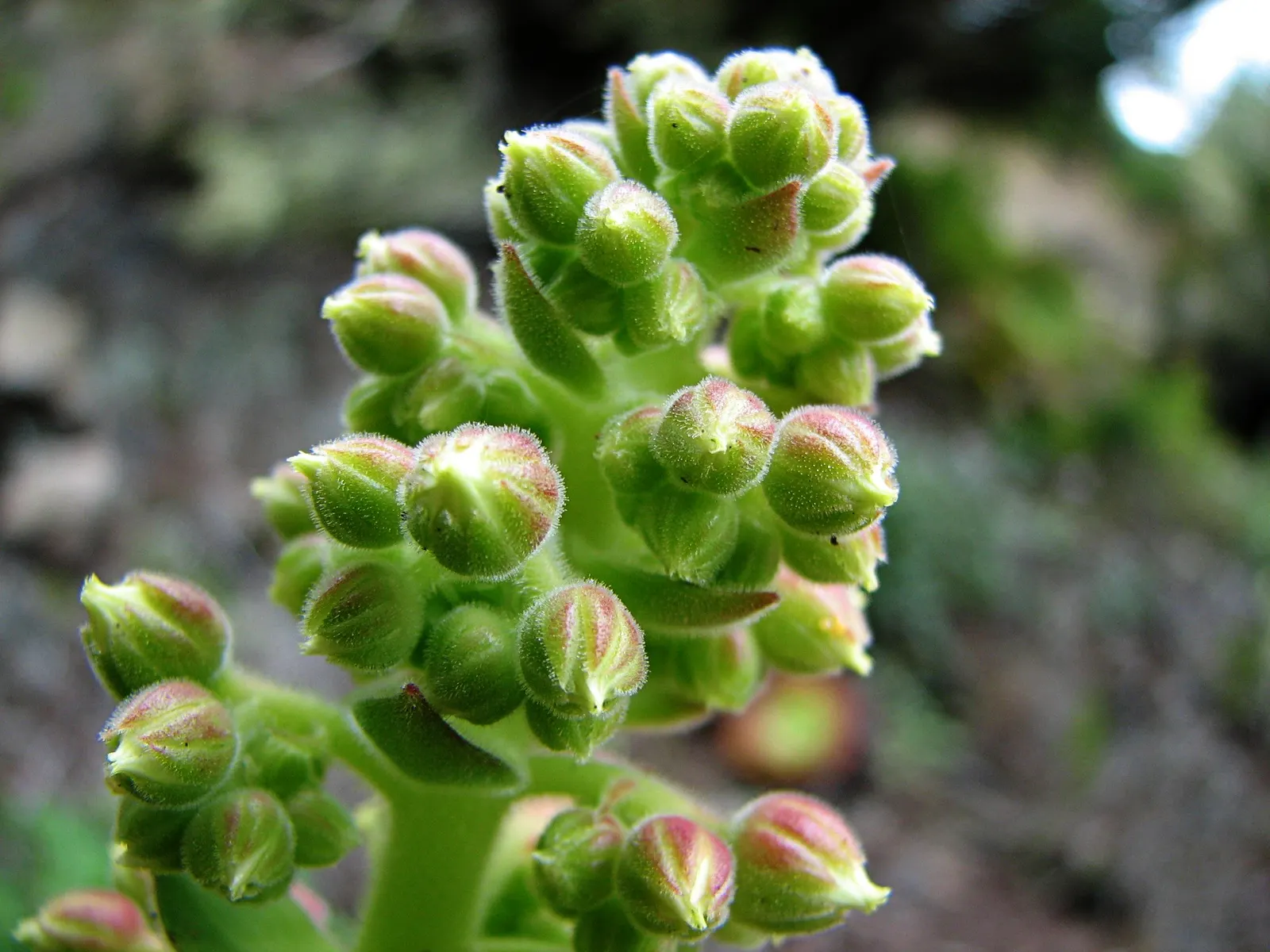 Giant Velvet Rose (Aeonium Canariense) — commonly dubbed the Giant Velvet Rose; originating from the Canary Islands, it can reach up to 24 inches in height and