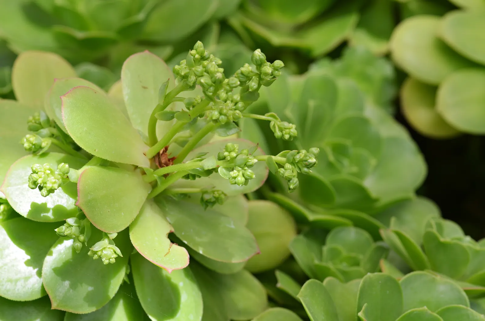 Giant Velvet Rose (Aeonium Canariense) — This Giant Velvet Rose is also known to bloom in late spring to early summer; ensure that the client is aware of its