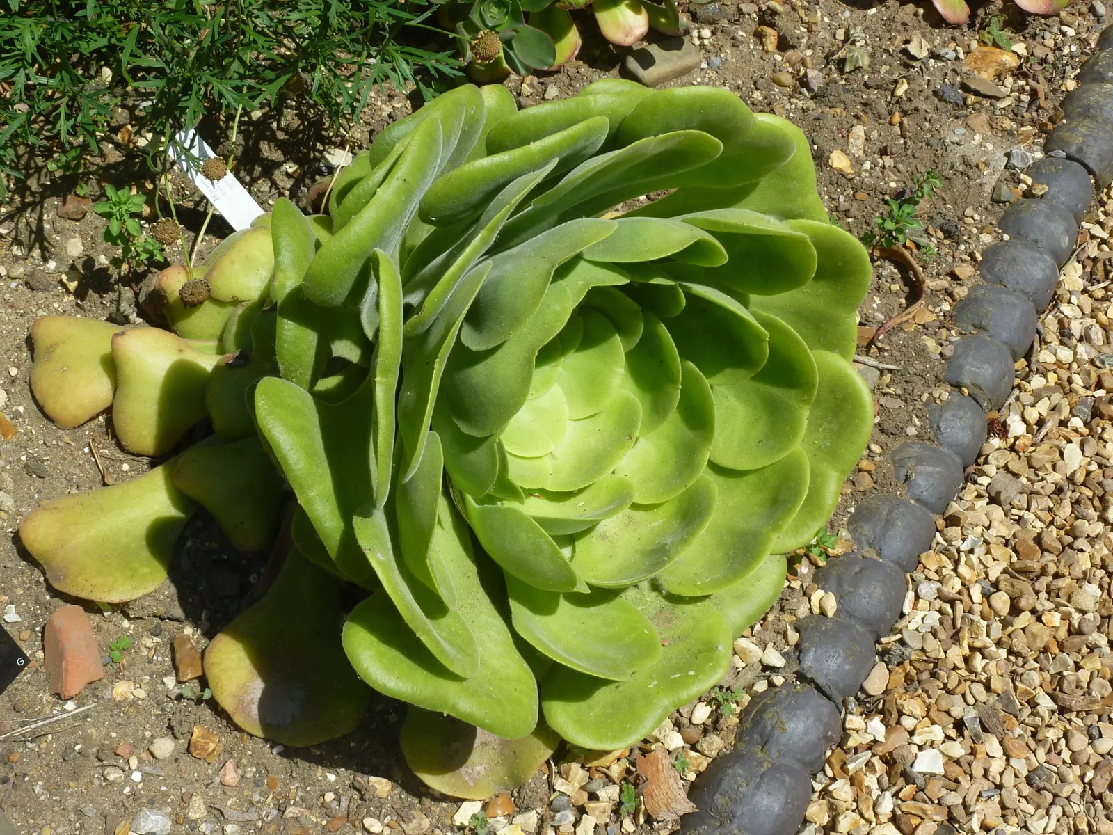 Giant Velvet Rose (Aeonium Canariense) — The plant favors full sun to partial shade and can tolerate a range of light conditions; the plant adds a touch of