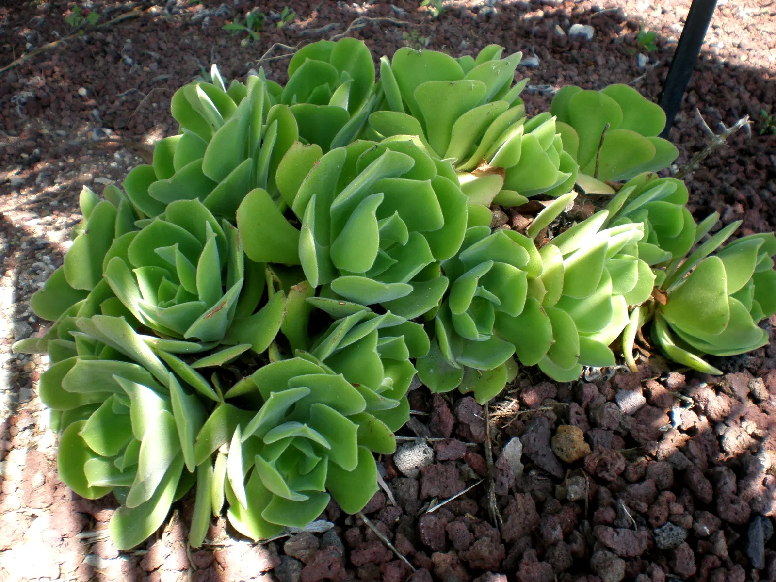 Giant Velvet Rose (Aeonium Canariense) — requiring minimal watering as it is drought-tolerant once established