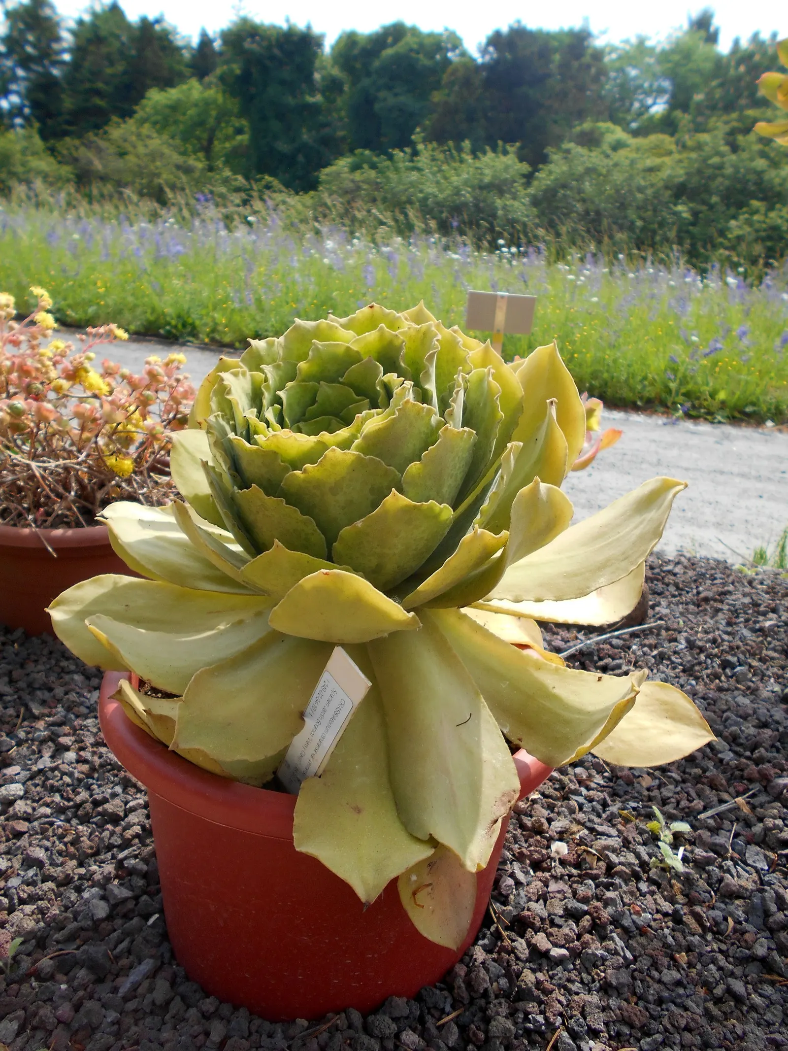 Giant Velvet Rose (Aeonium Canariense) — yellow flowers in the garden; the plant adds a touch of exotic elegance to any landscape design