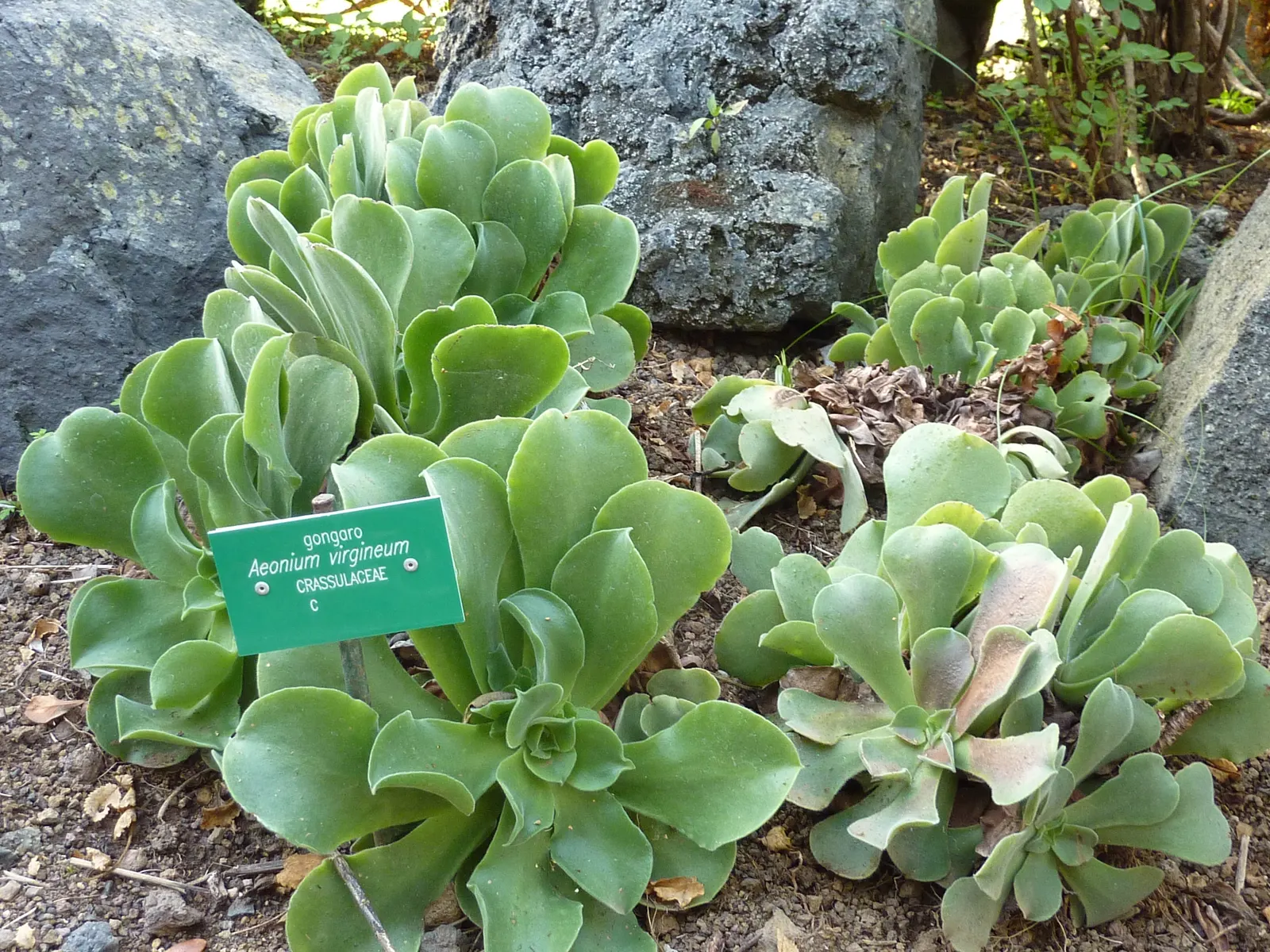 Giant Velvet Rose (Aeonium Canariense) — Gardeners should note its moderate growth rate when considering its place in the landscape design