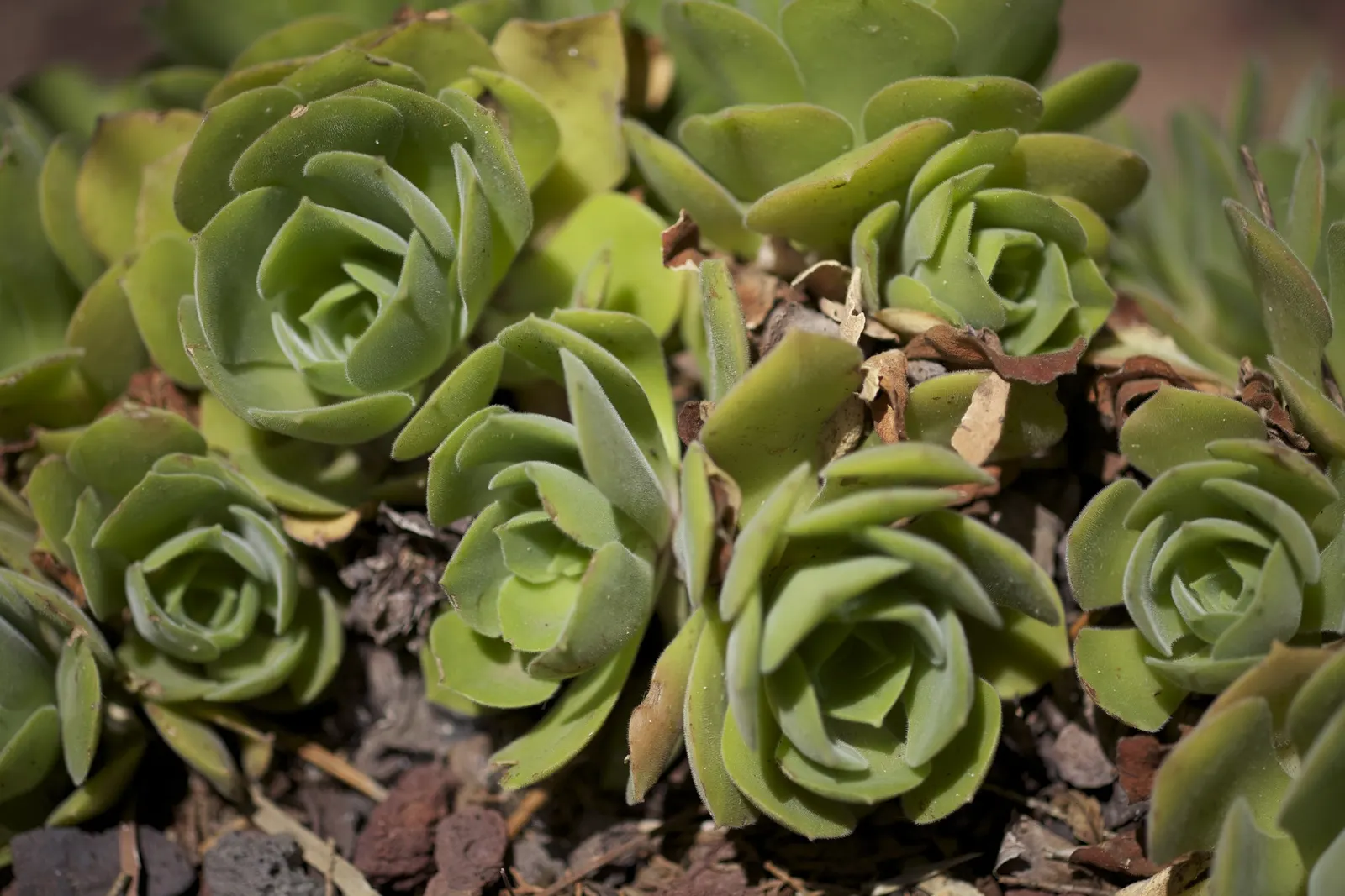 Giant Velvet Rose (Aeonium Canariense) — Renowned for its lush rosettes of fleshy leaves