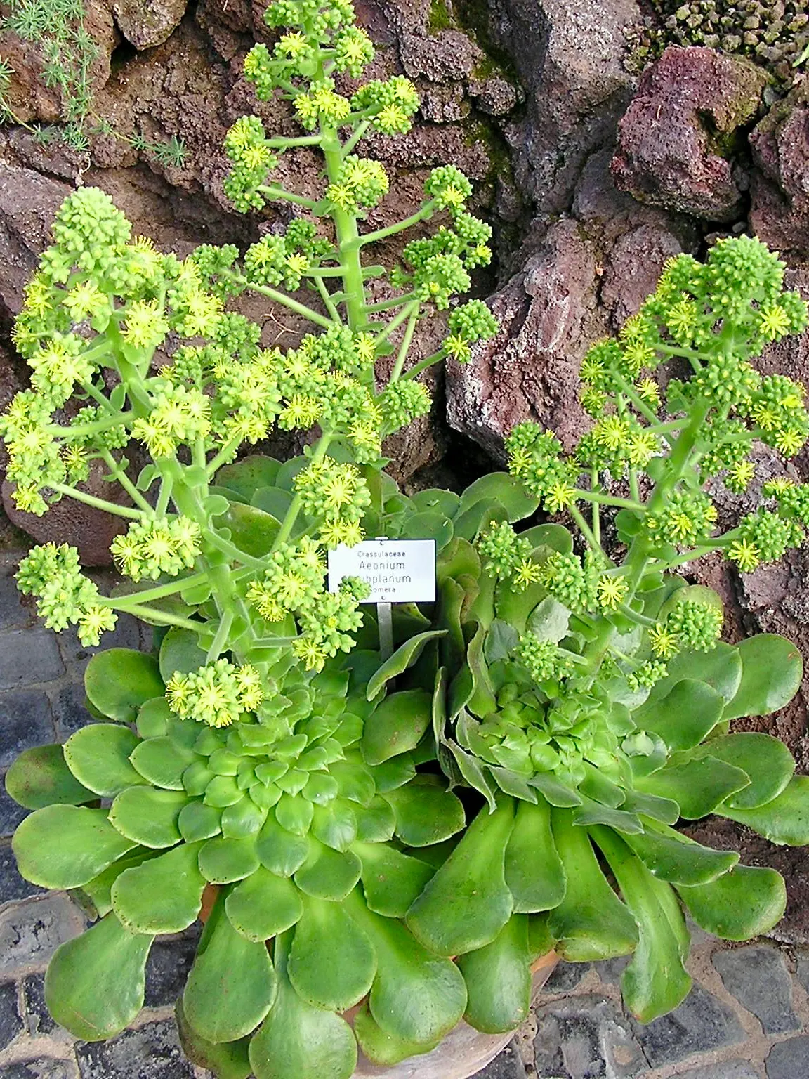 Giant Velvet Rose (Aeonium Canariense) — is an attractive succulent with broad