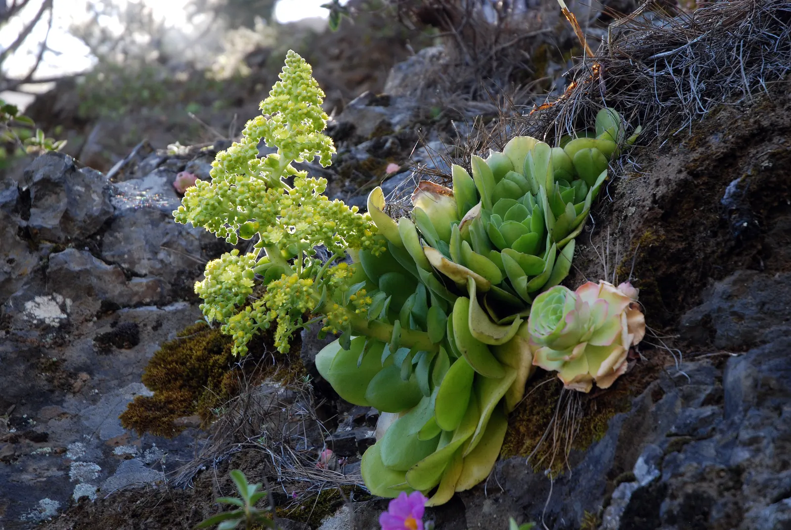 Giant Velvet Rose (Aeonium Canariense) — consider its potential size and its requirement for ample sunlight