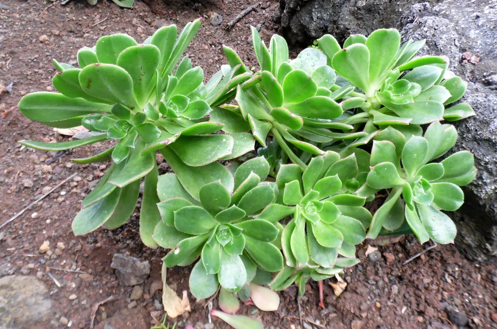 Giant Velvet Rose (Aeonium Canariense) — often reaching up to 12 to 18 inches in diameter; ensure that the client is aware of its care requirements for optimal