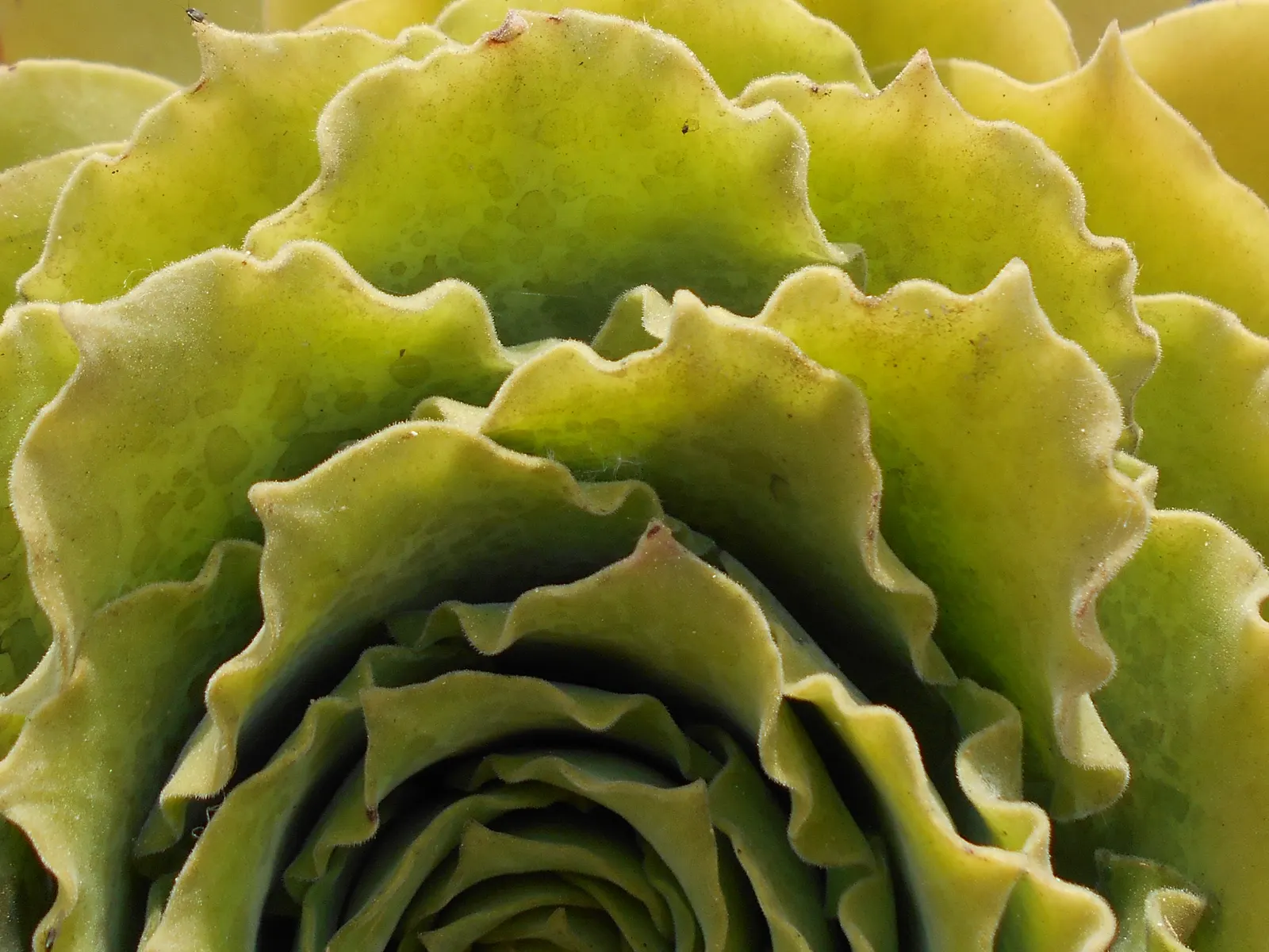 Giant Velvet Rose (Aeonium Canariense) — The plant favors full sun to partial shade and can tolerate a range of light conditions