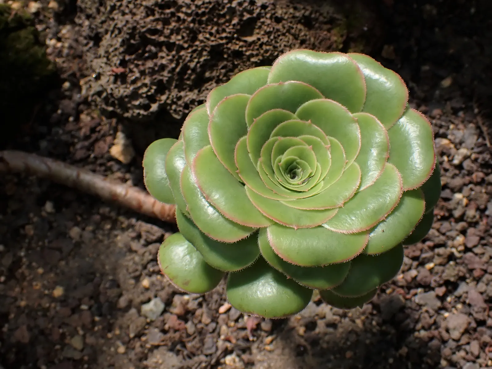 Giant Velvet Rose (Aeonium Canariense) — Originating from the Canary Islands, it can reach up to 24 inches in height and width