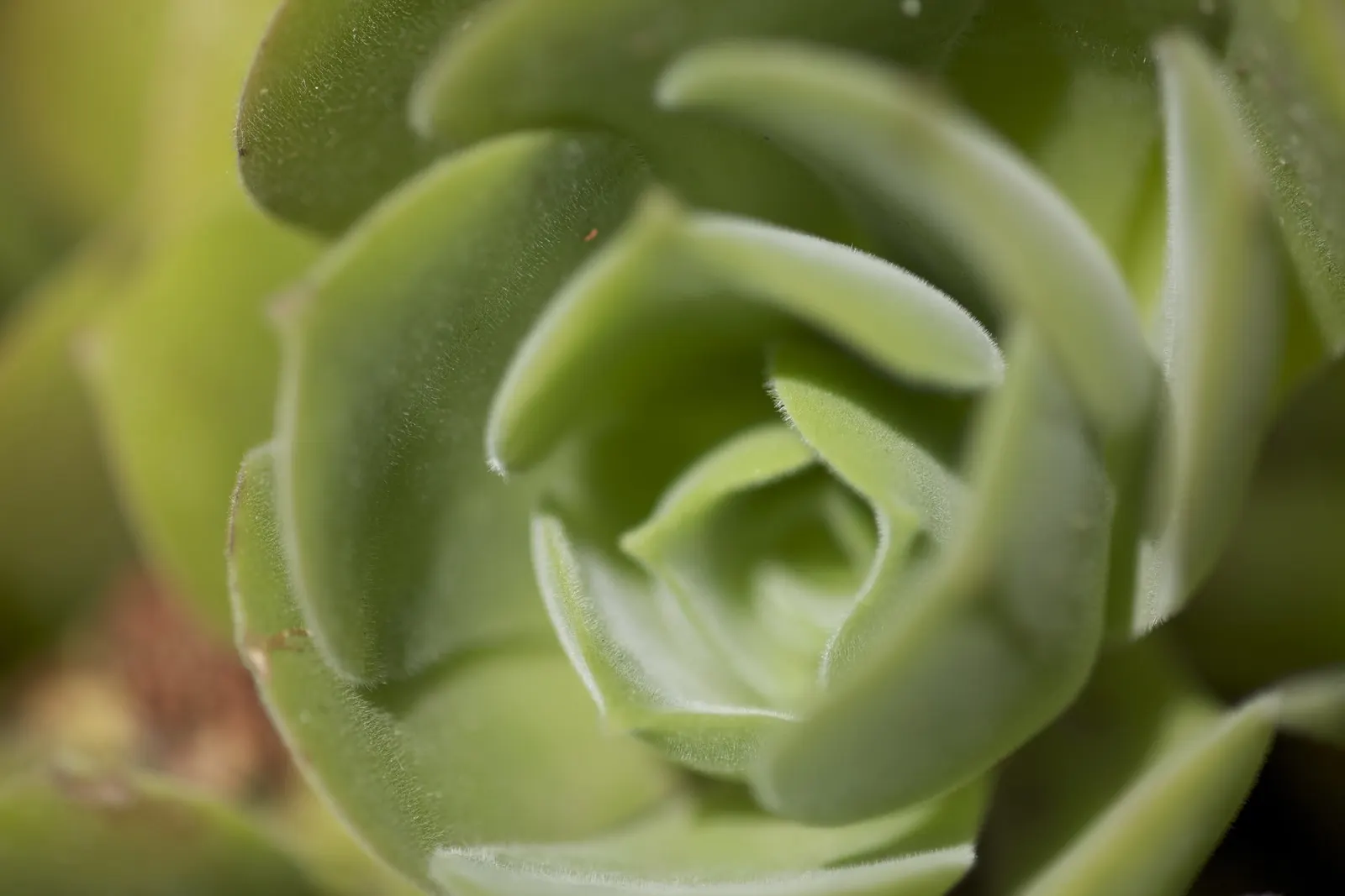 Giant Velvet Rose (Aeonium Canariense) — It should be watered sparingly