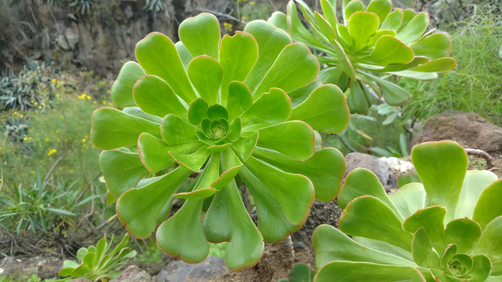 Giant Velvet Rose (Aeonium Canariense) — approximately once every two weeks or less