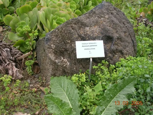 Giant Velvet Rose (Aeonium Canariense) — Originating from the Canary Islands, it can reach up to 24 inches in height and width; ensure that the, image 60