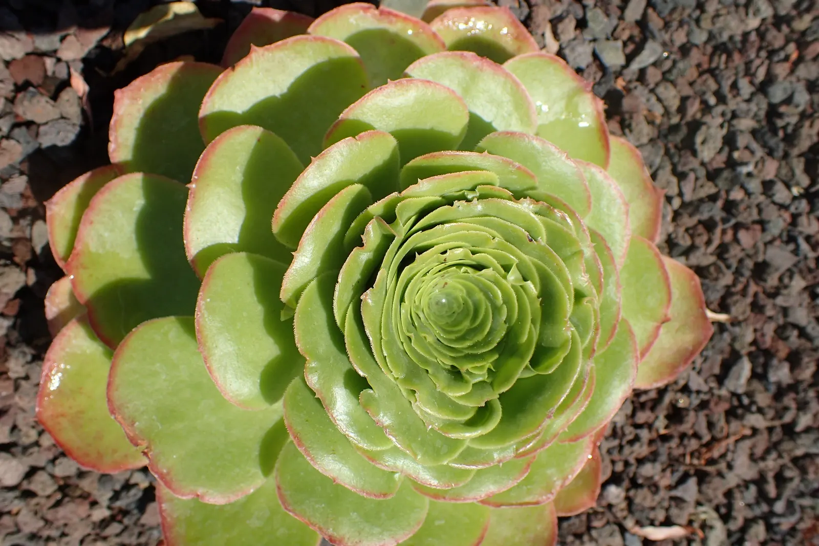 Giant Velvet Rose (Aeonium Canariense) — approximately once every two weeks or less; ensure that the client is aware of its care requirements for optimal