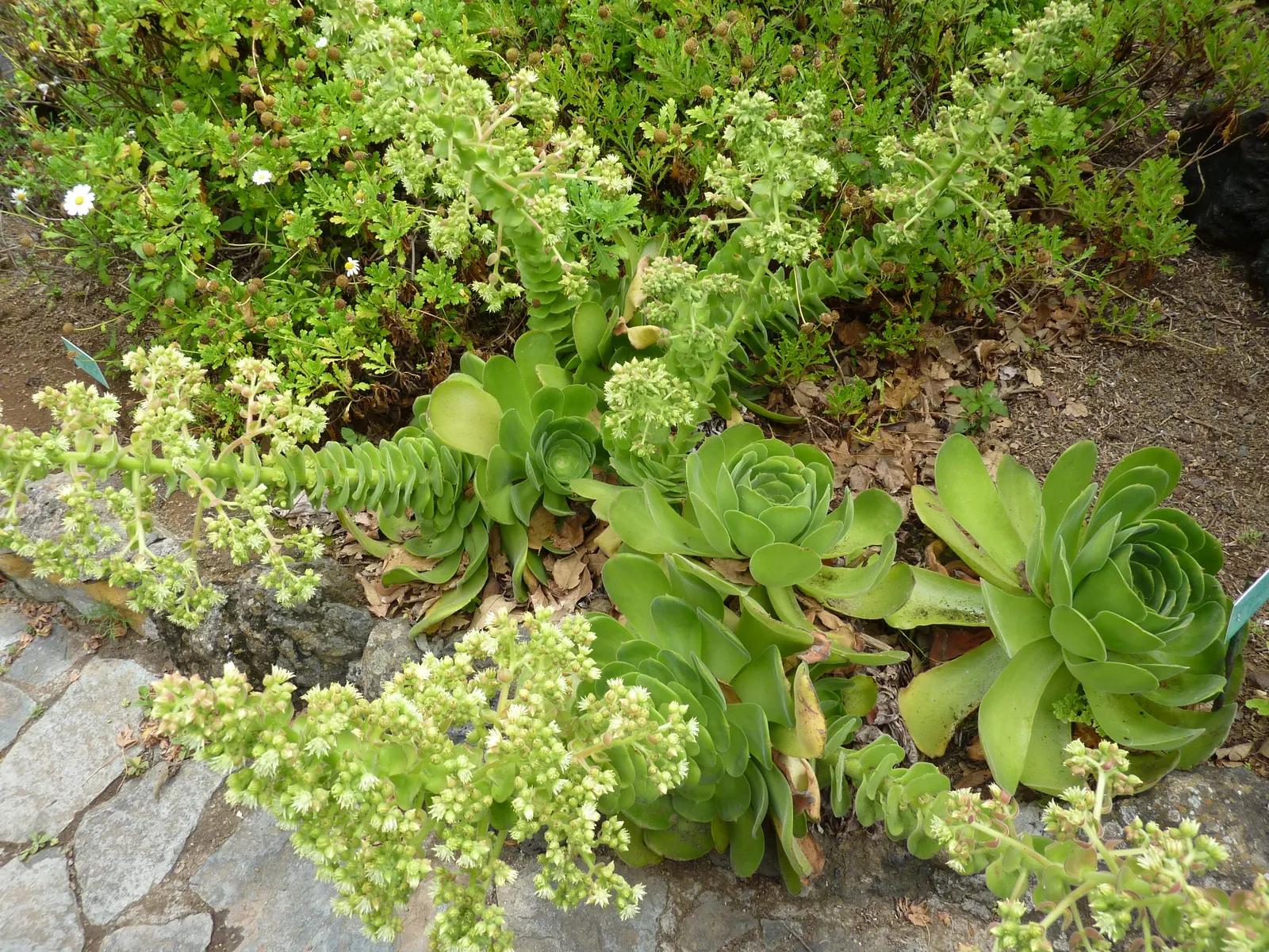 Giant Velvet Rose (Aeonium Canariense) — Originating from the Canary Islands, it can reach up to 24 inches in height and width; ensure that the client is aware