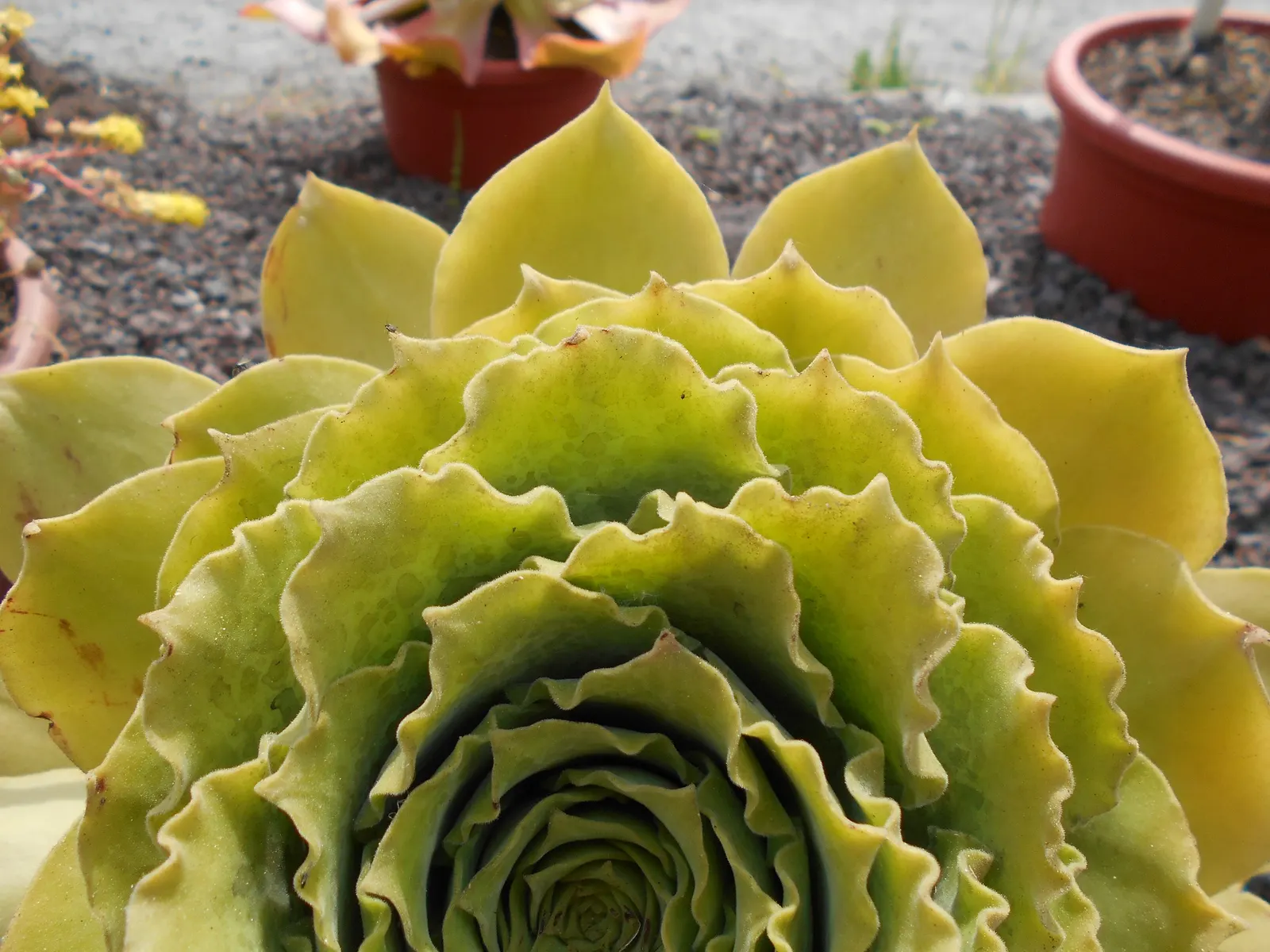 Giant Velvet Rose (Aeonium Canariense) — depending on the climate; overwatering can be detrimental