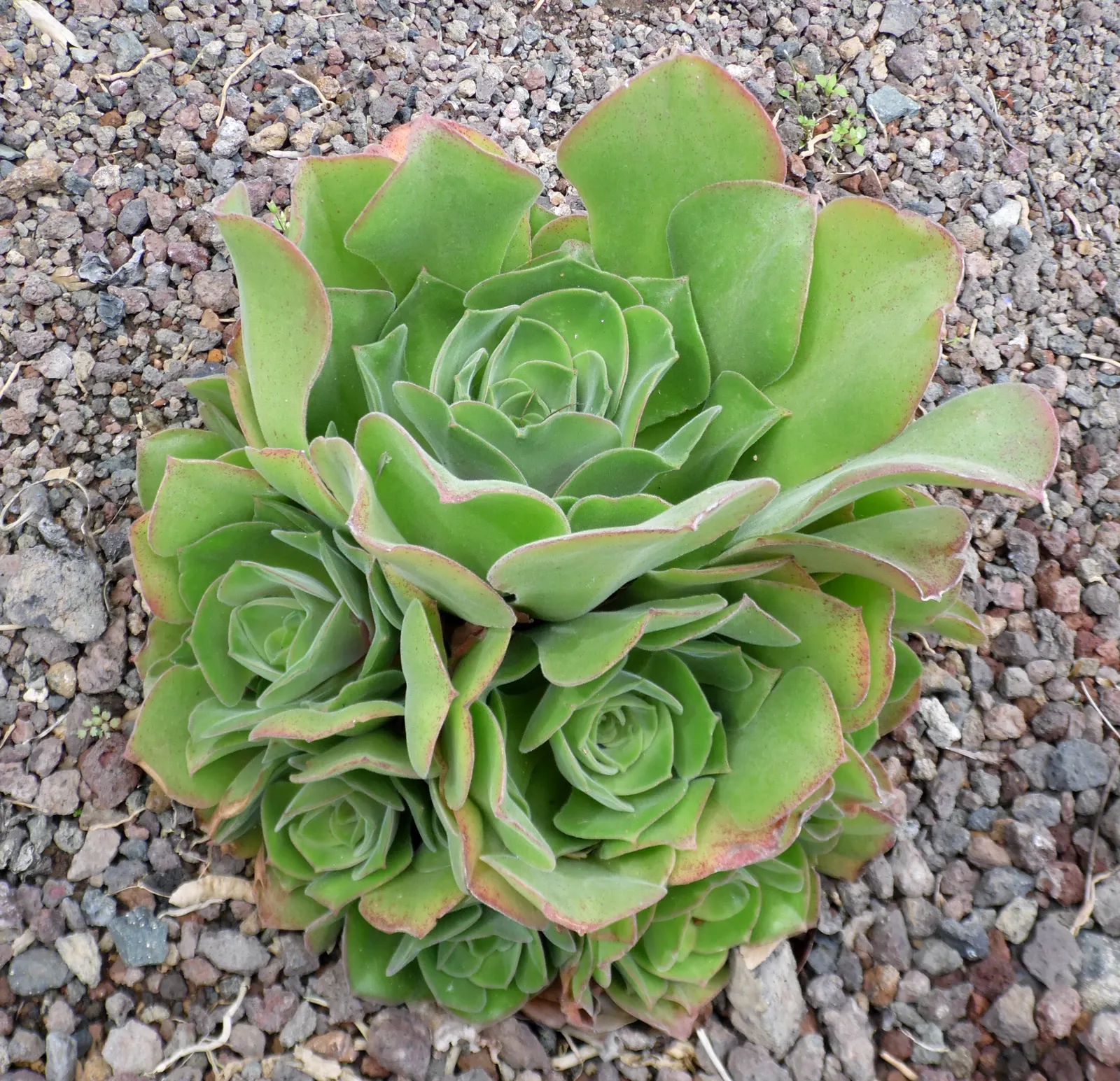 Giant Velvet Rose (Aeonium Canariense) — Renowned for its lush rosettes of fleshy leaves; the plant adds a touch of exotic elegance to any landscape design