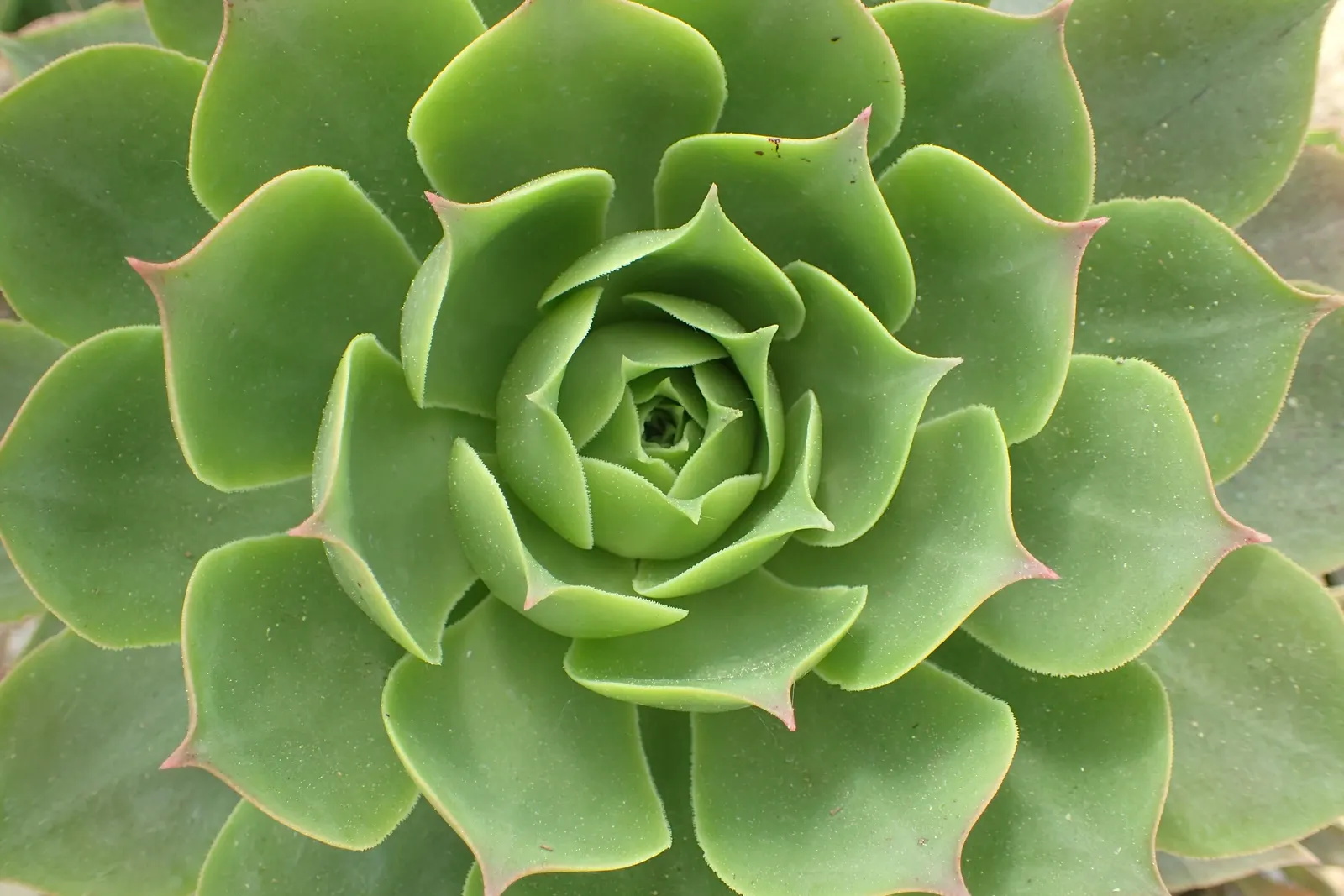 Giant Velvet Rose (Aeonium Canariense) — Ideal for rock gardens and Mediterranean-inspired landscapes; the plant favors full sun to partial shade and can