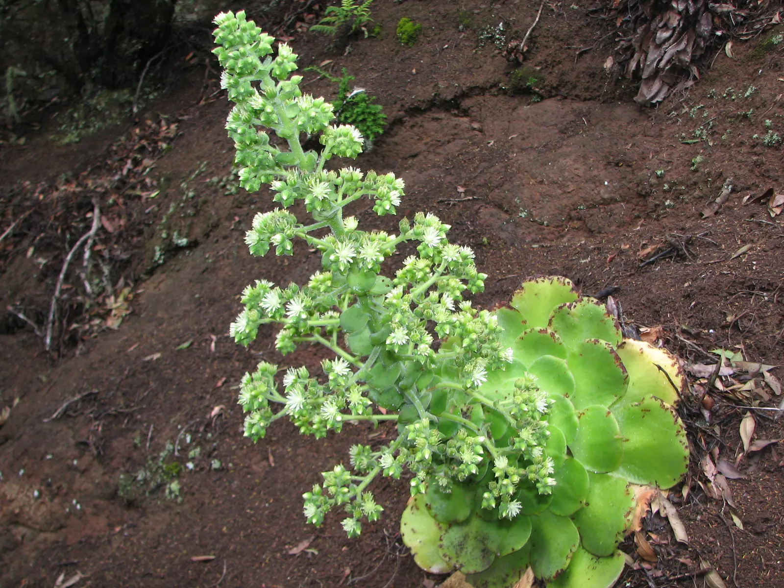 Giant Velvet Rose (Aeonium Canariense) — The Giant Velvet Rose is relatively low-maintenance; originating from the Canary Islands, it can reach up to 24 inches