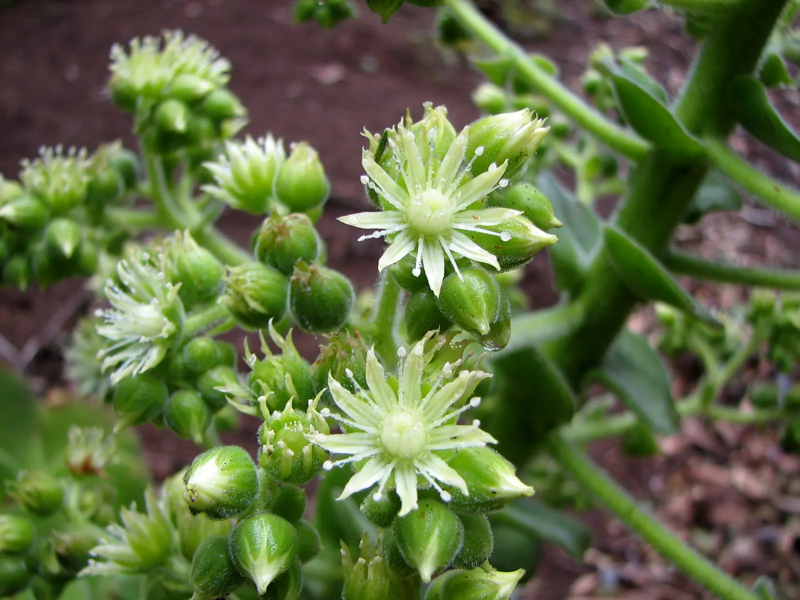 Giant Velvet Rose (Aeonium Canariense) — succulent for full or half or shade; ensure that the client is aware of its care requirements for optimal growth and a