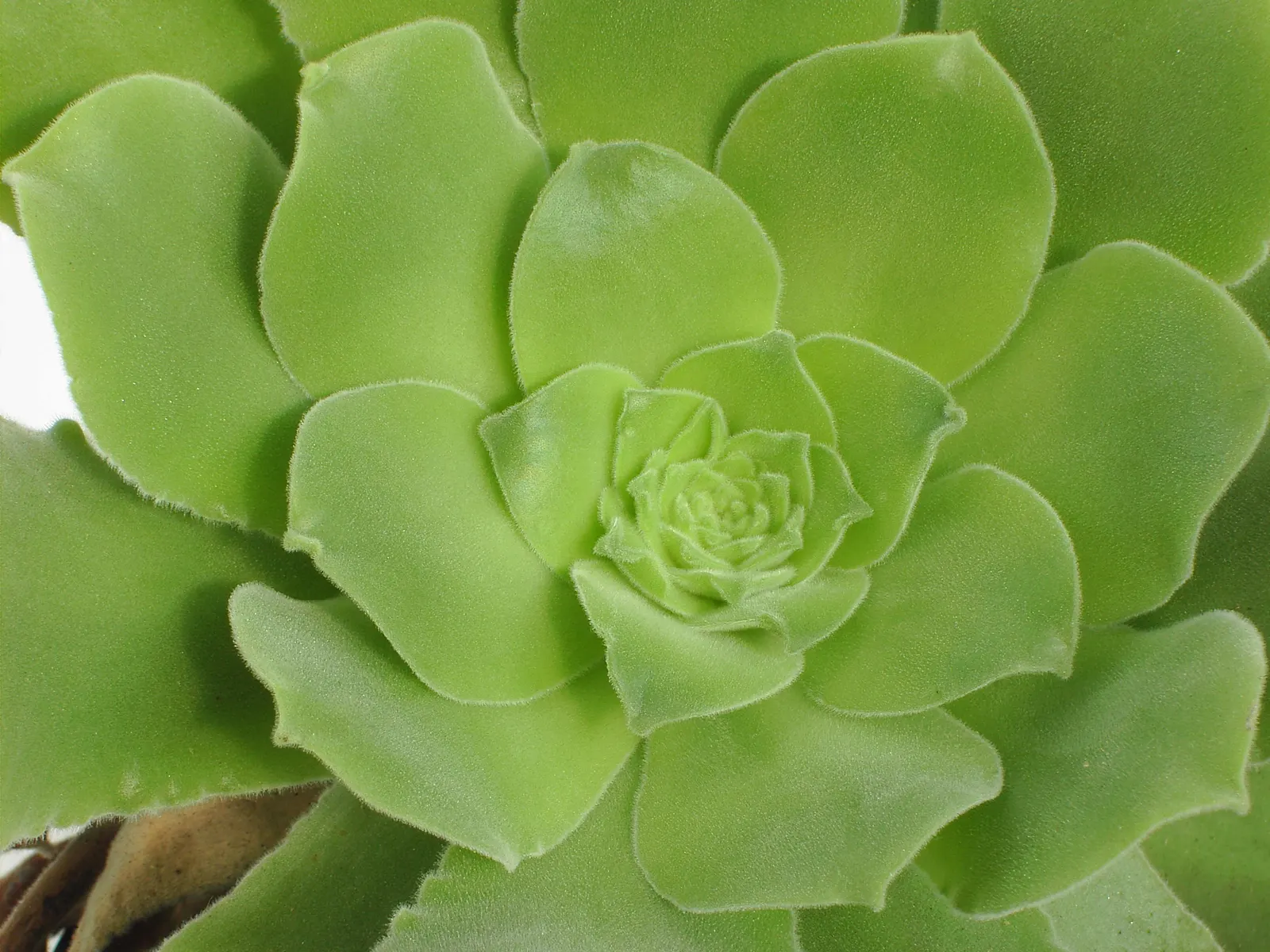 Giant Velvet Rose (Aeonium Canariense) — velvety leaves arranged in rosettes; the plant favors full sun to partial shade and can tolerate a range of light