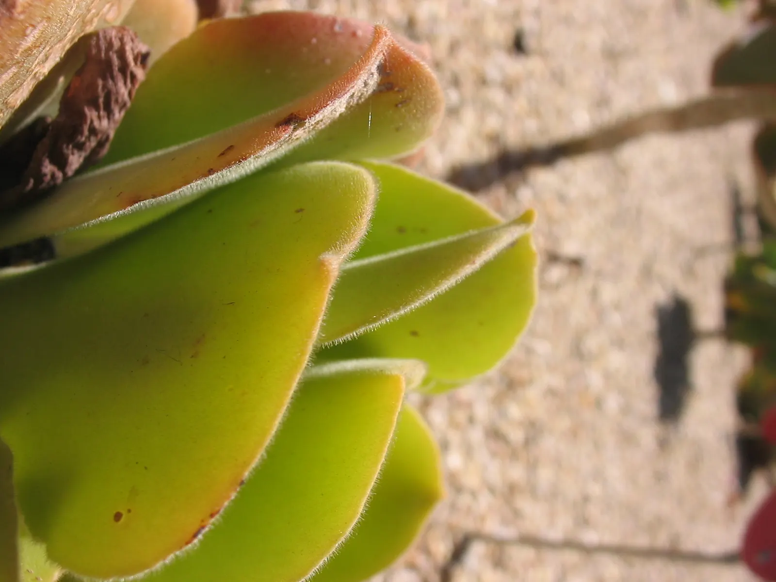 Giant Velvet Rose (Aeonium Canariense) — Thriving in full to partial sun, this low-maintenance perennial prefers well-drained soil; the plant adds a touch of