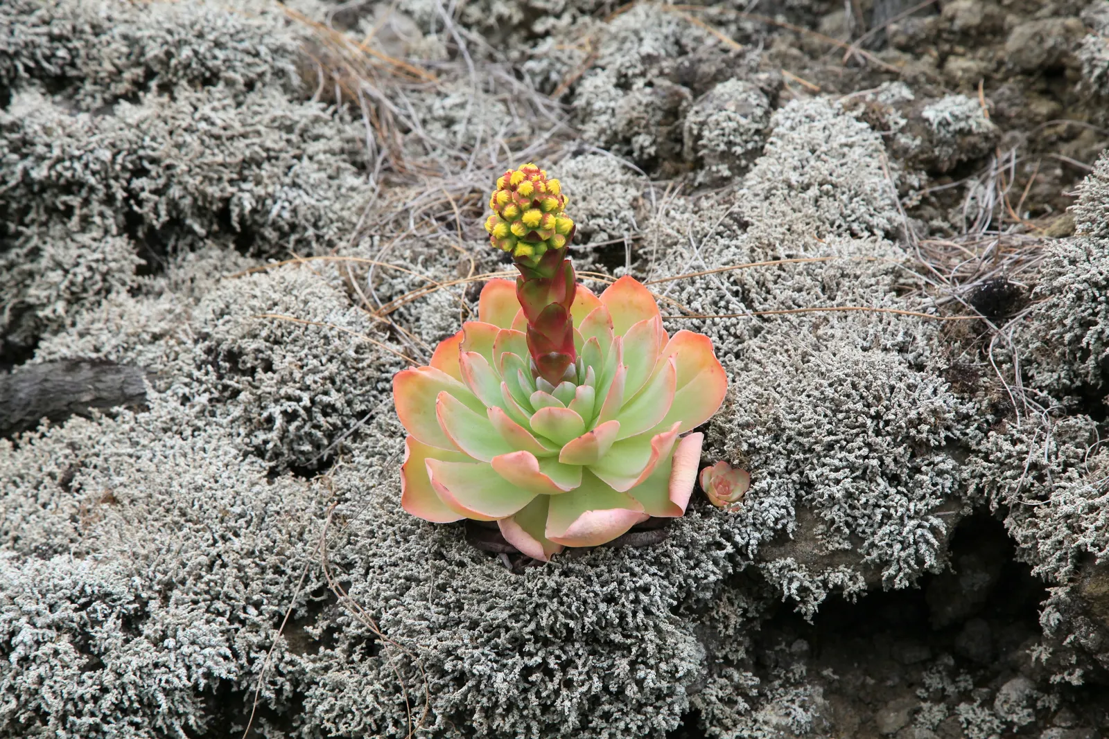 Giant Velvet Rose (Aeonium Canariense) — requiring minimal watering as it is drought-tolerant once established; the plant adds a touch of exotic elegance to