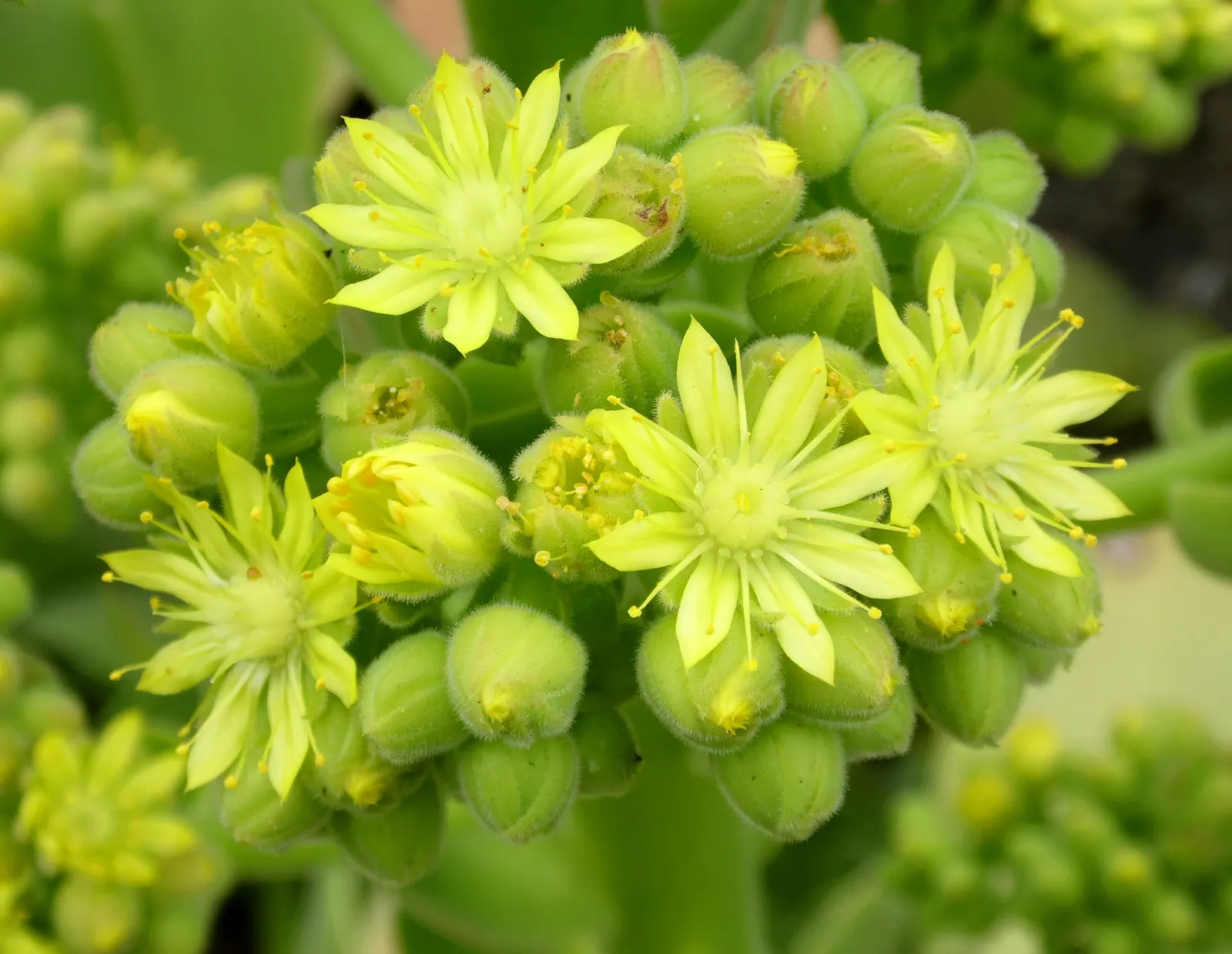 Giant Velvet Rose (Aeonium Canariense) — yellow flowers in the garden