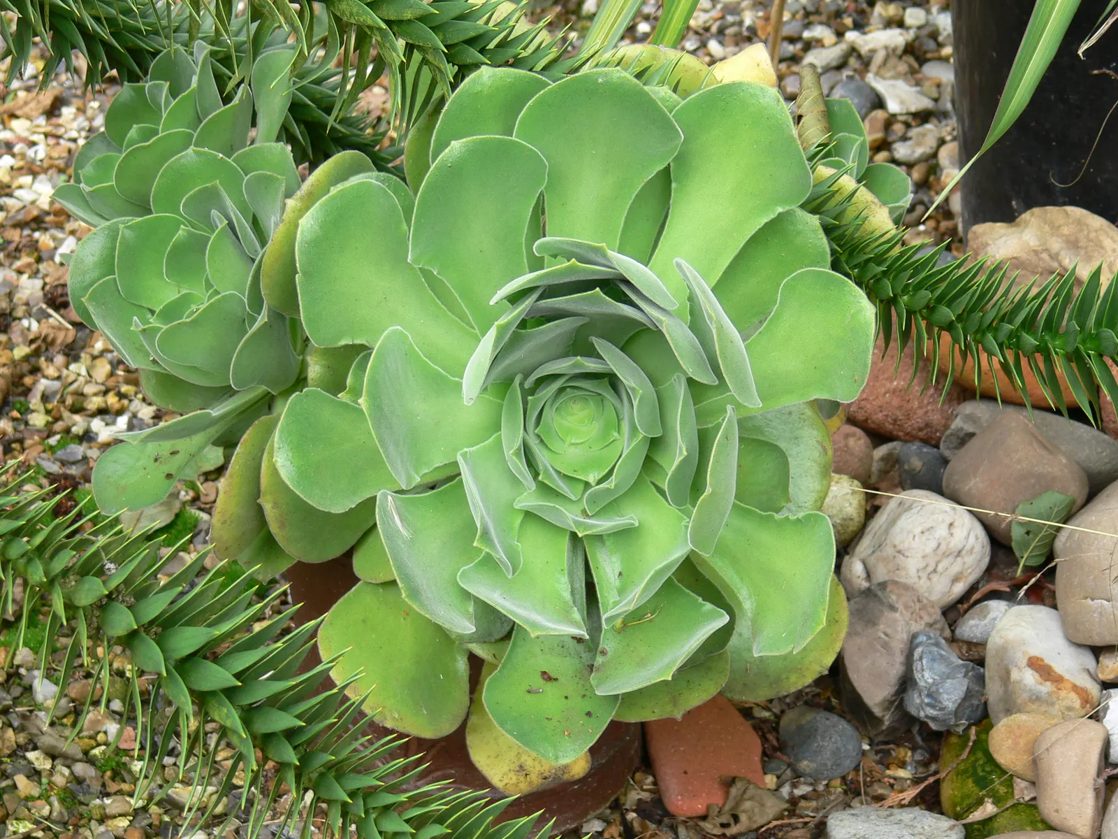 Giant Velvet Rose (Aeonium Canariense) — Thriving in full to partial sun, this low-maintenance perennial prefers well-drained soil