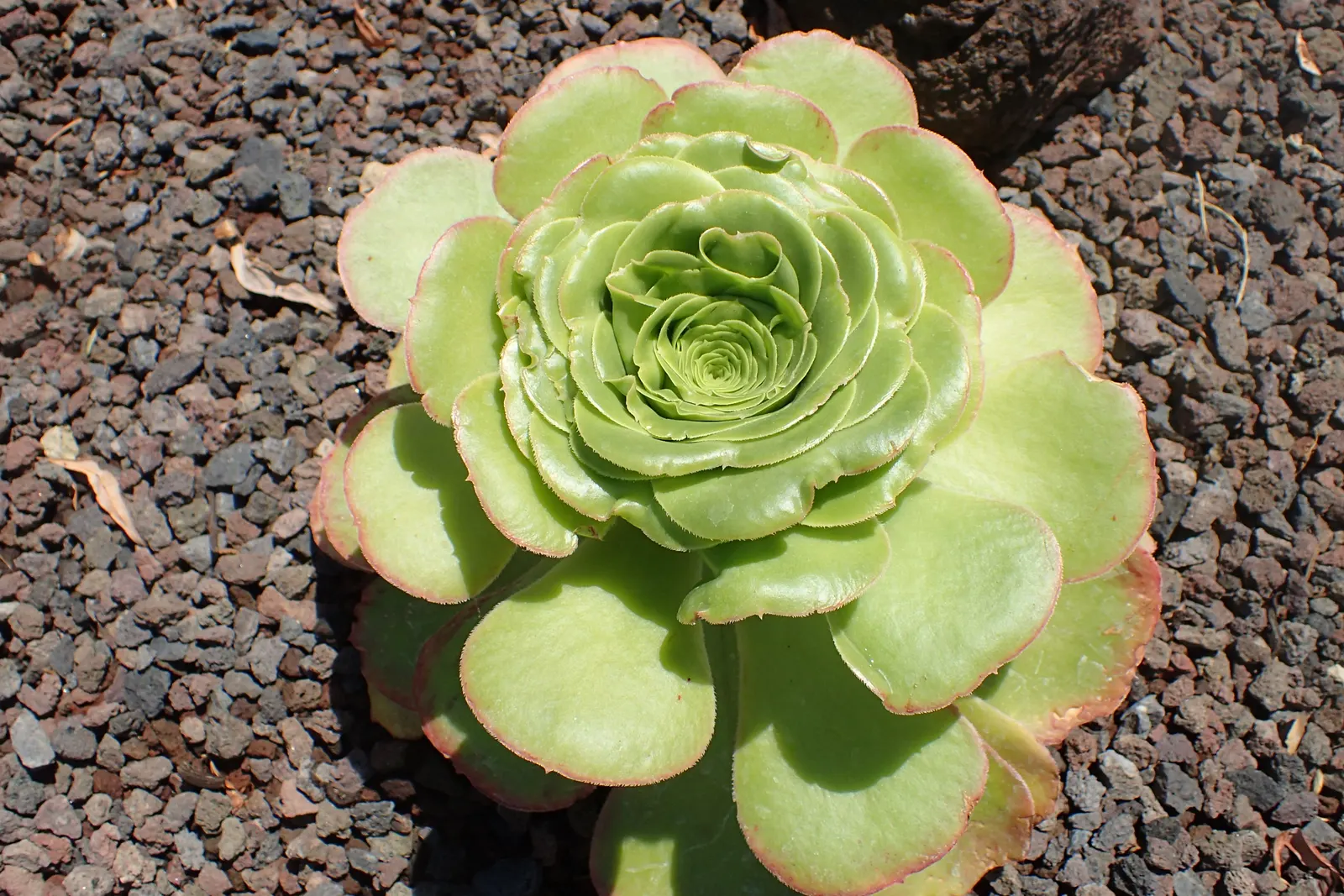 Giant Velvet Rose (Aeonium Canariense) — displaying cone-shaped clusters of small yellow flowers atop long stems; originating from the Canary Islands, it can