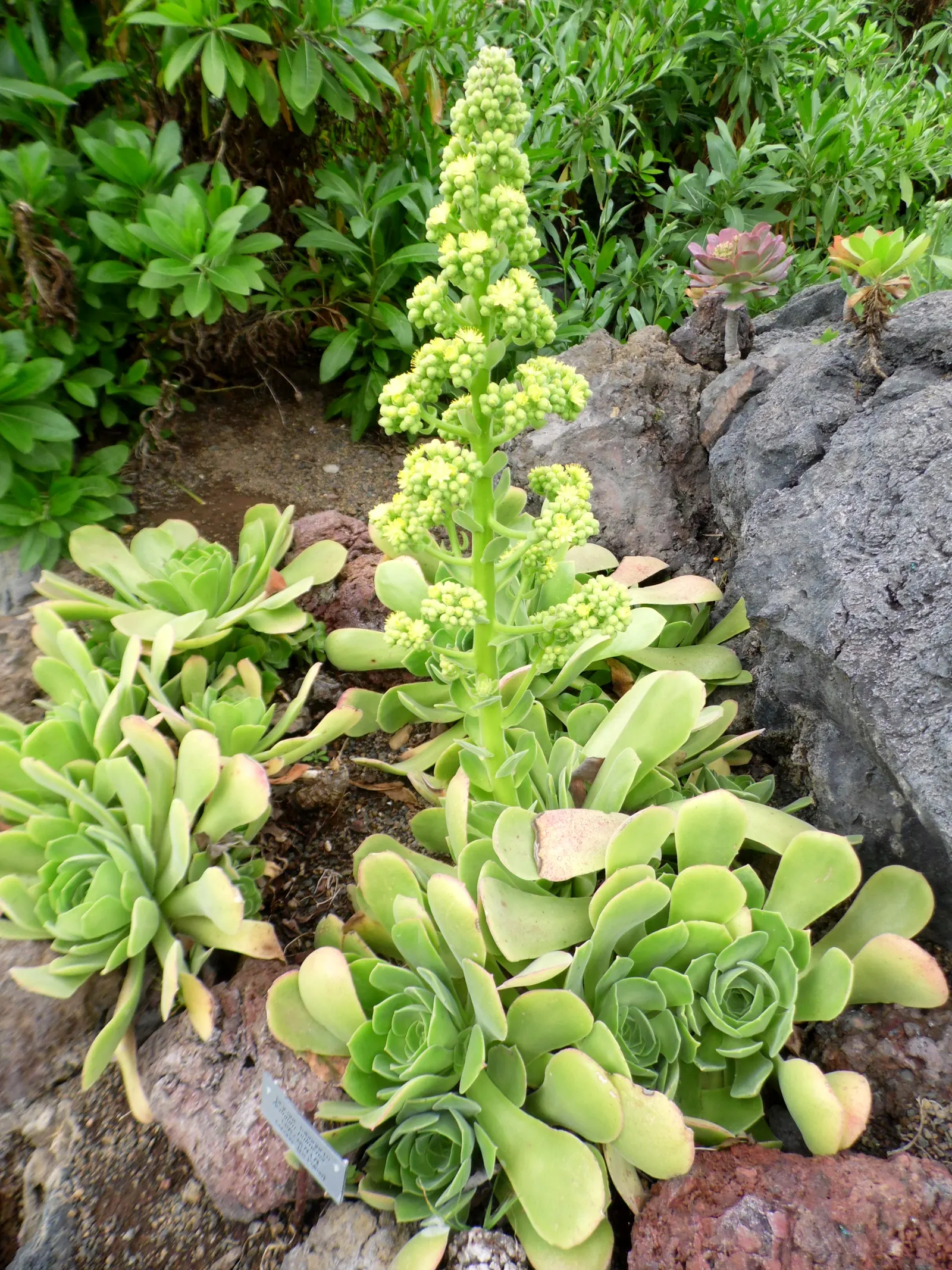 Giant Velvet Rose (Aeonium Canariense) — attracting pollinators to the garden.<br><br>When incorporating the Aeonium canariense into a client's garden; the