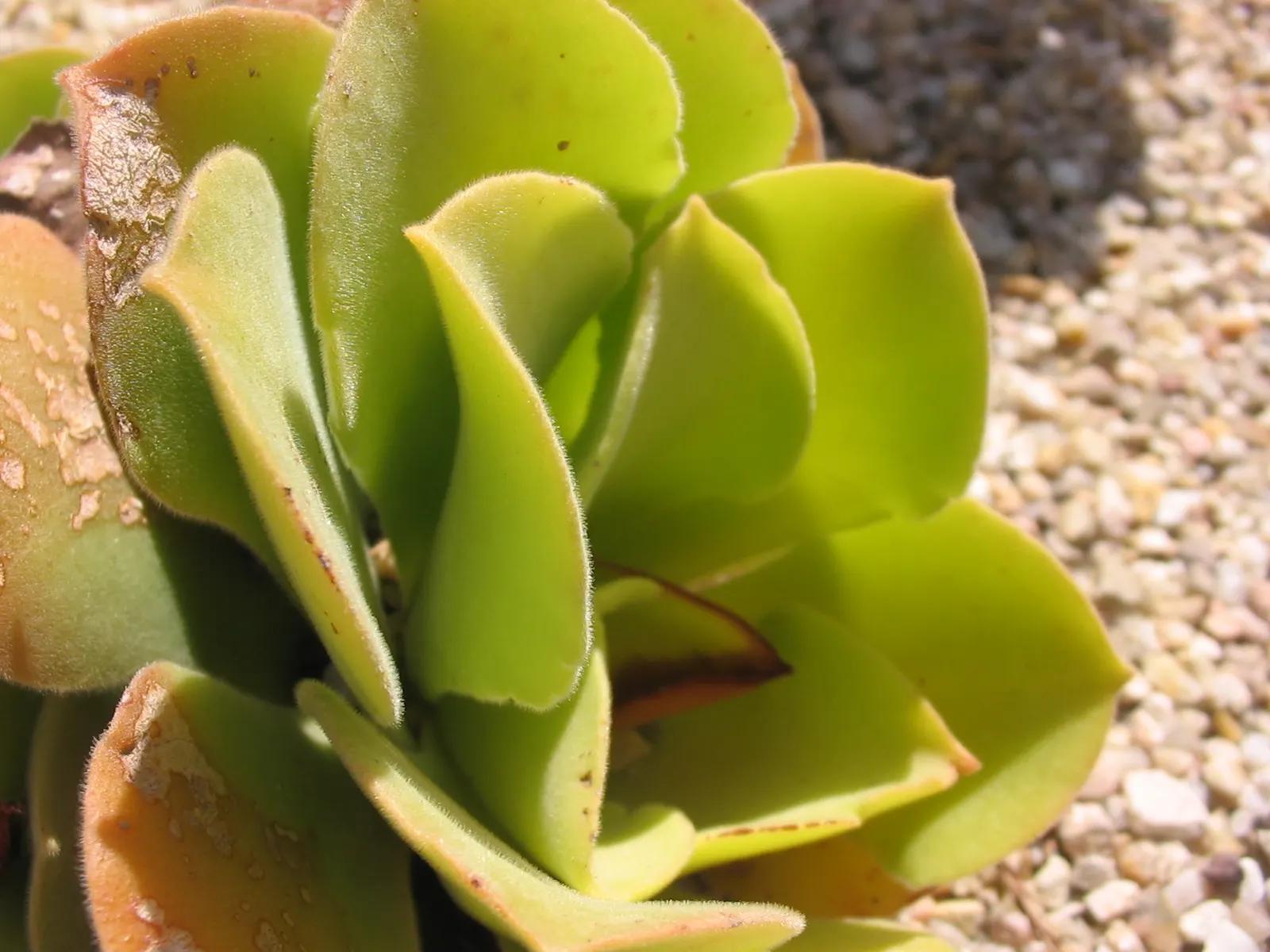 Giant Velvet Rose (Aeonium Canariense) — Its striking leaves catch the eye with a soft, green hue; originating from the Canary Islands, it can reach up to 24