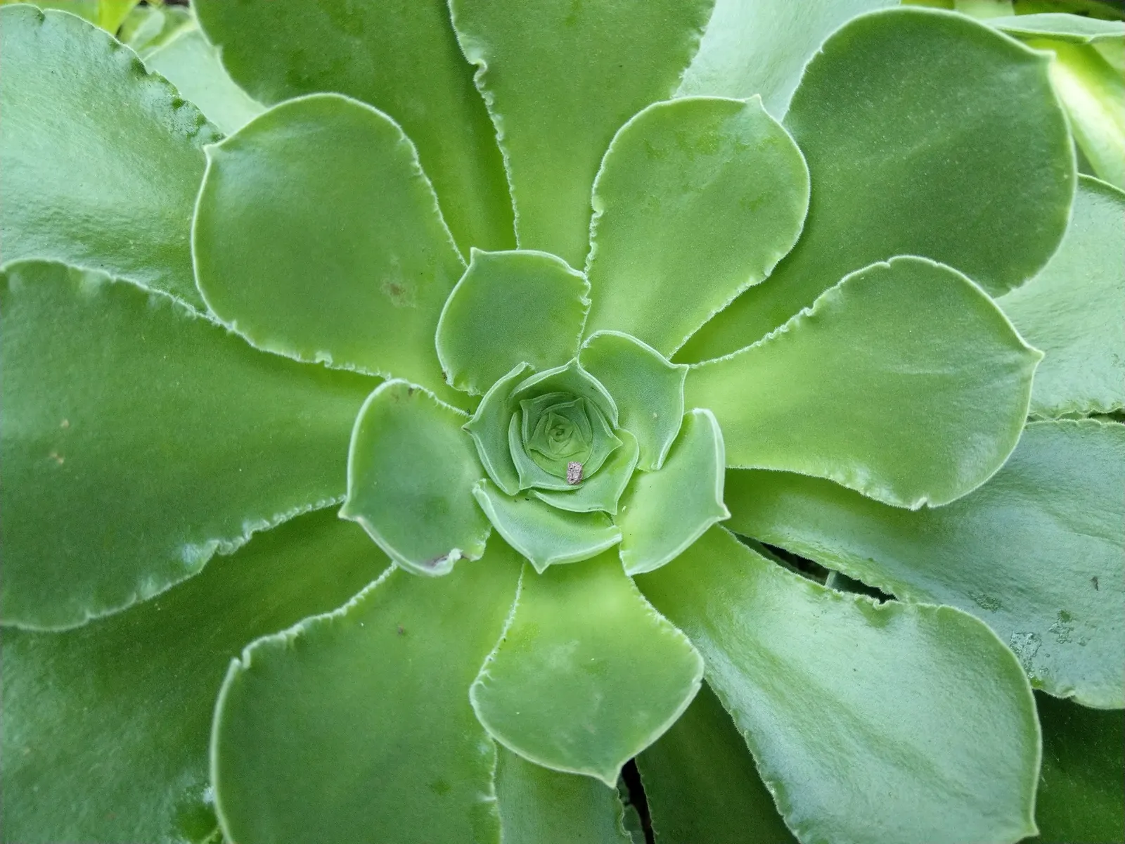 Giant Velvet Rose (Aeonium Canariense) — is an attractive succulent with broad; the plant adds a touch of exotic elegance to any landscape design, image 58