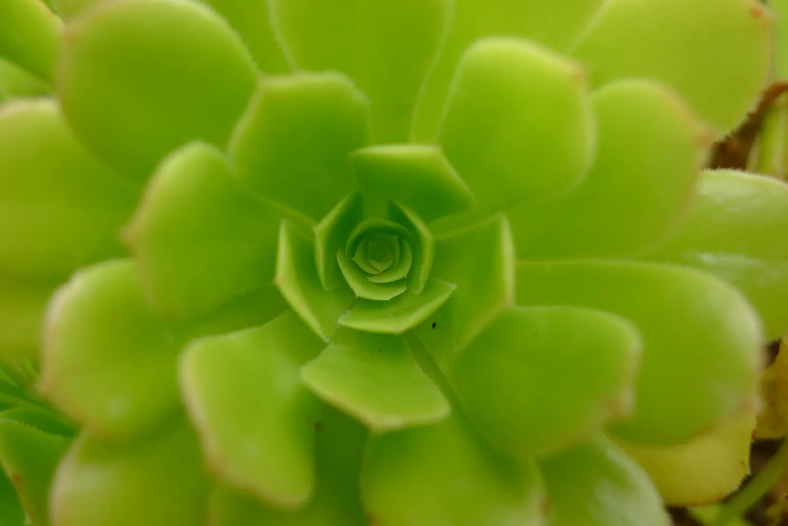 Giant Velvet Rose (Aeonium Canariense) — It works well in rock gardens, succulent gardens, or as an accent piece in a drought-tolerant landscape; ensure that