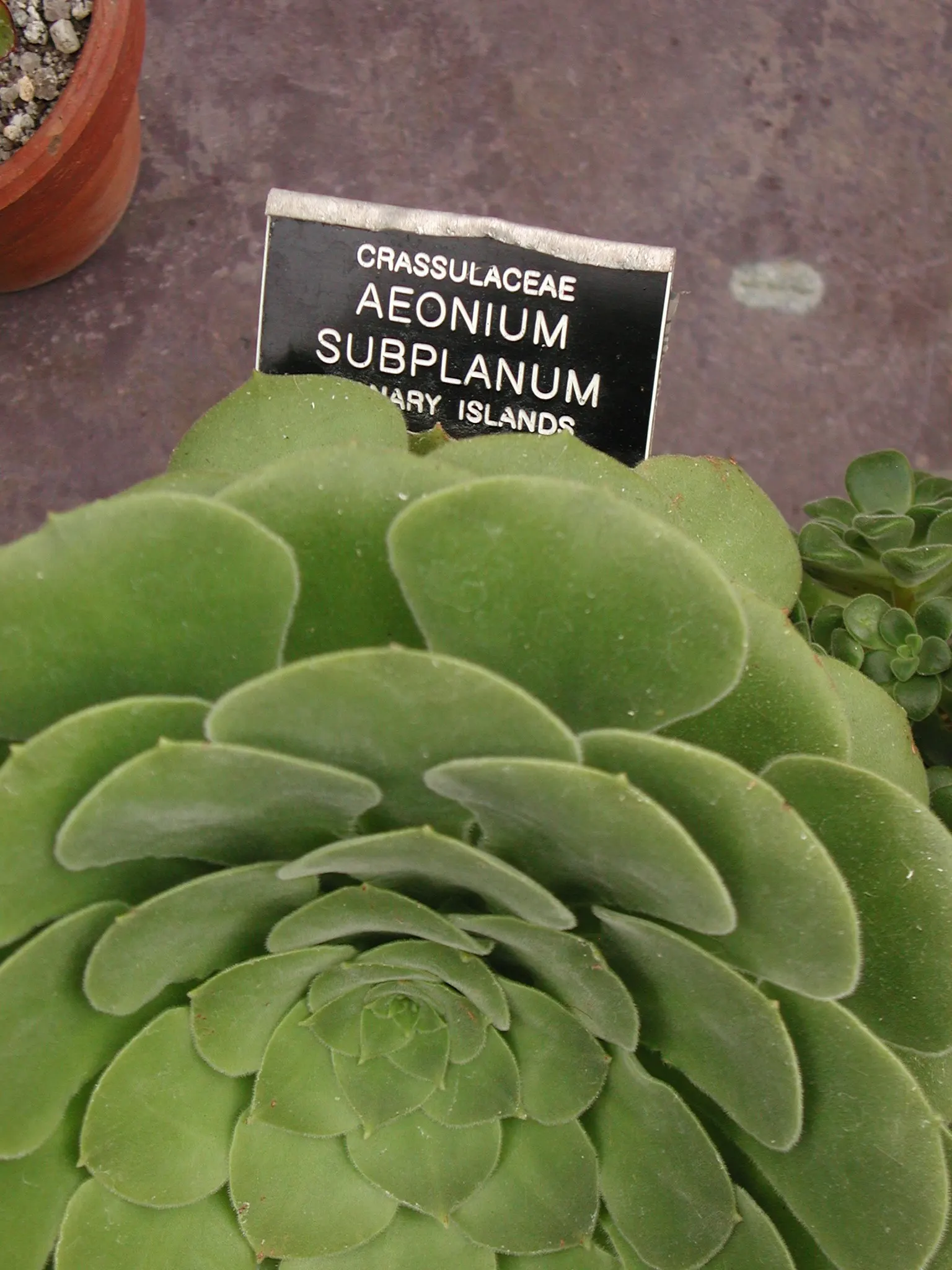Giant Velvet Rose (Aeonium Canariense) — commonly known as the Giant Velvet Rose; ensure that the client is aware of its care requirements for optimal growth