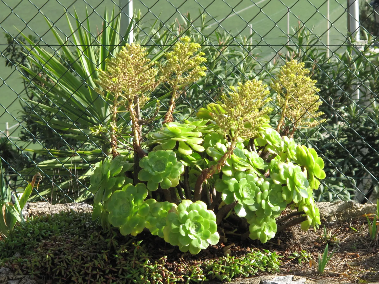 Giant Velvet Rose (Aeonium Canariense) — Its striking leaves catch the eye with a soft, green hue