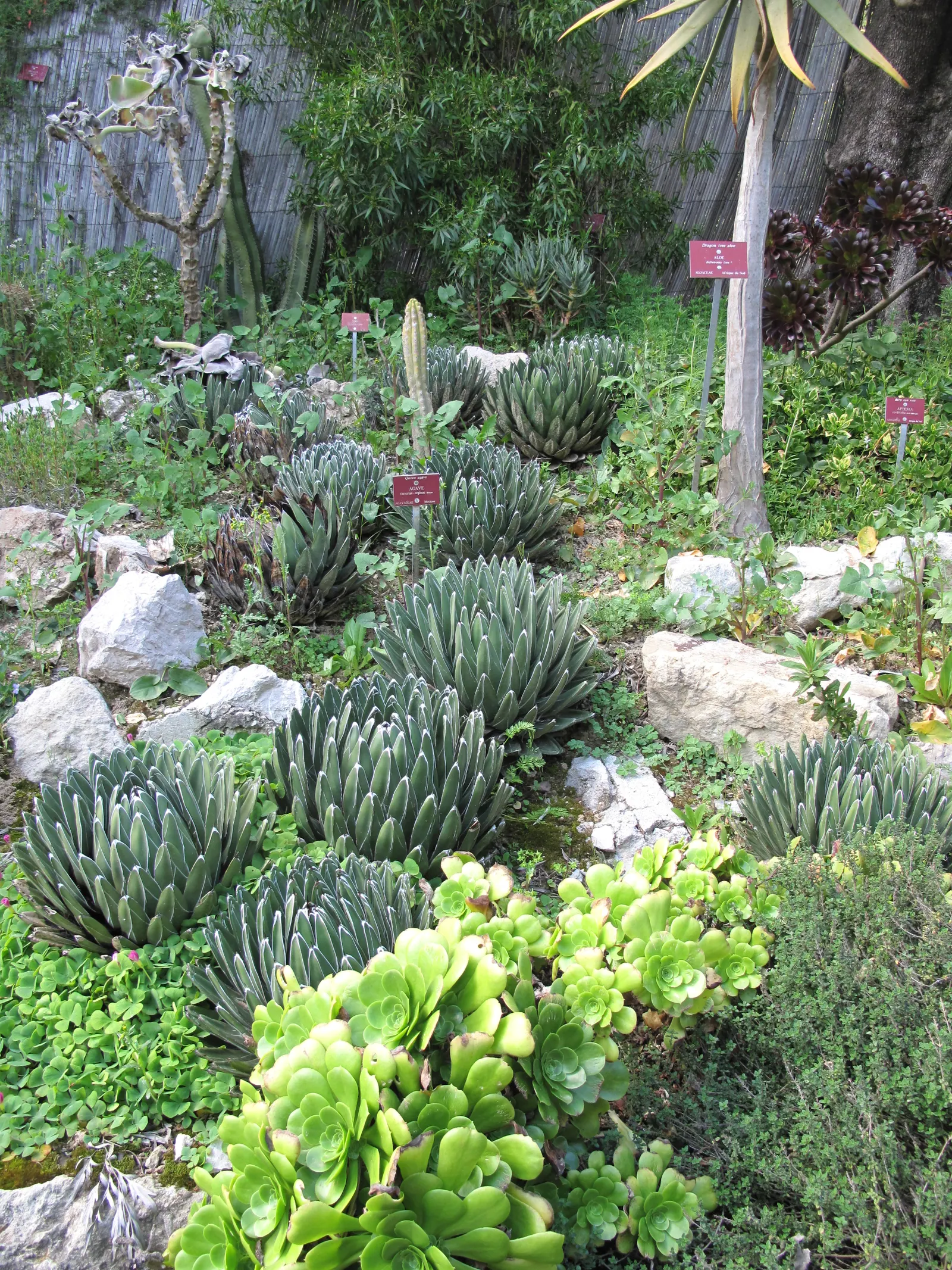 Giant Velvet Rose (Aeonium Canariense) — is an evergreen succulent native to the Canary Islands; originating from the Canary Islands, it can reach up to 24