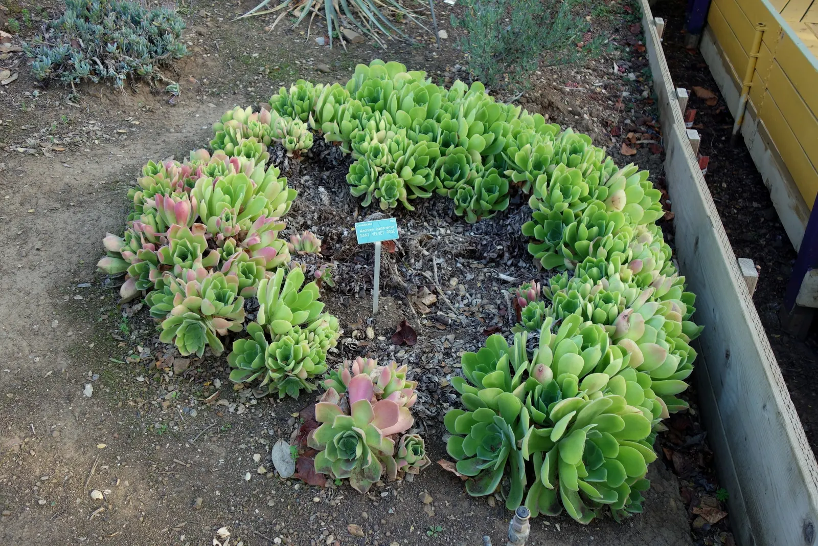 Giant Velvet Rose (Aeonium Canariense) — succulent with yellow blooms