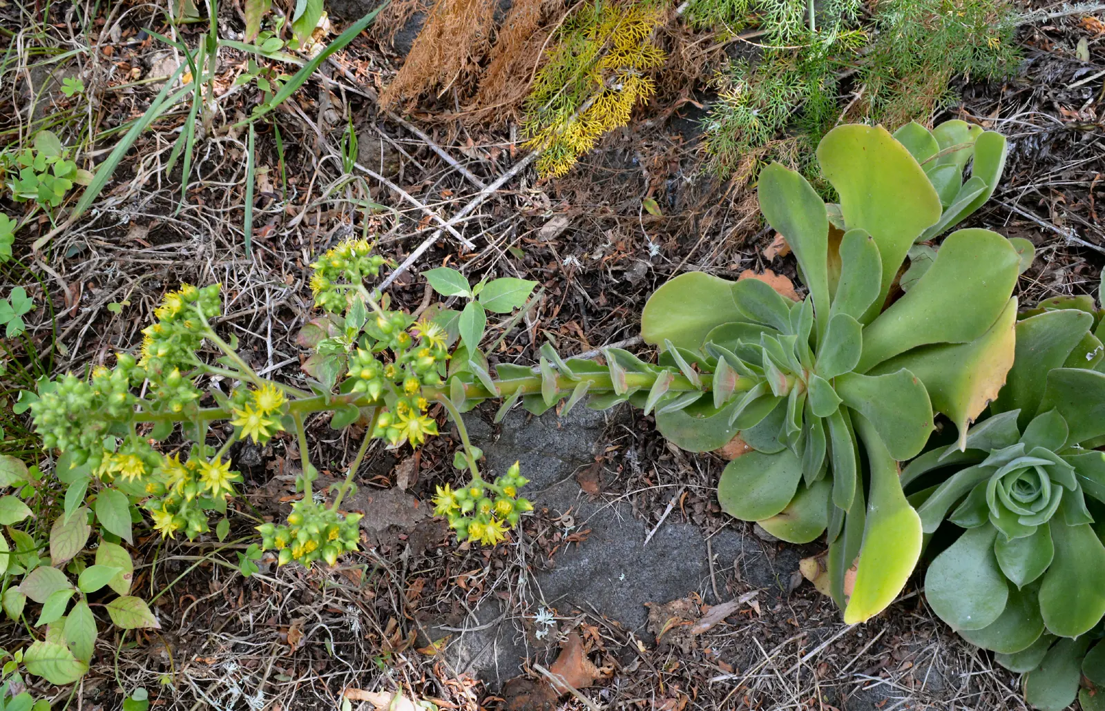 Giant Velvet Rose (Aeonium Canariense) — It should be watered sparingly; the plant favors full sun to partial shade and can tolerate a range of light conditions