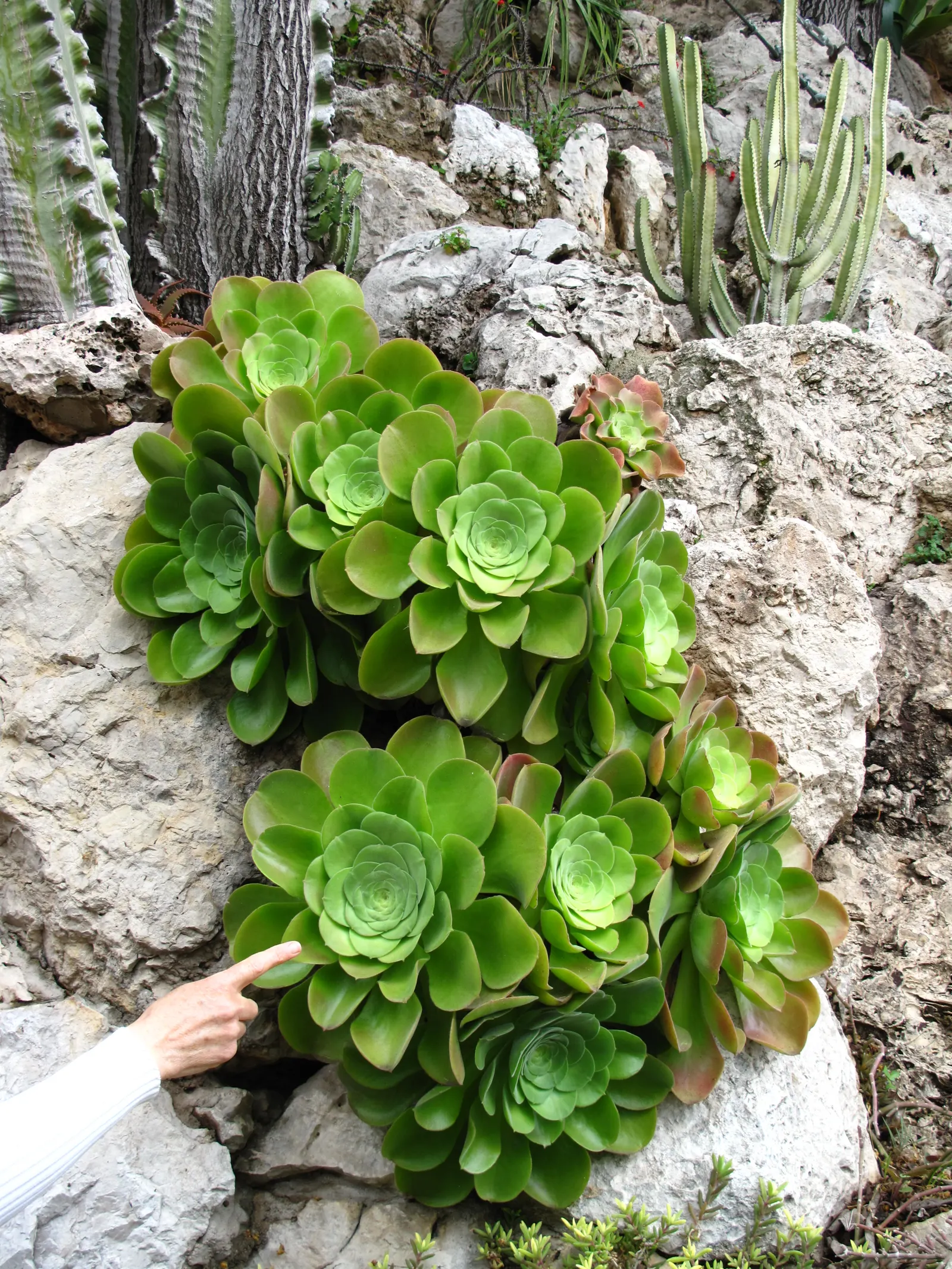 Giant Velvet Rose (Aeonium Canariense) — consider its potential size and its requirement for ample sunlight; the plant favors full sun to partial shade and can