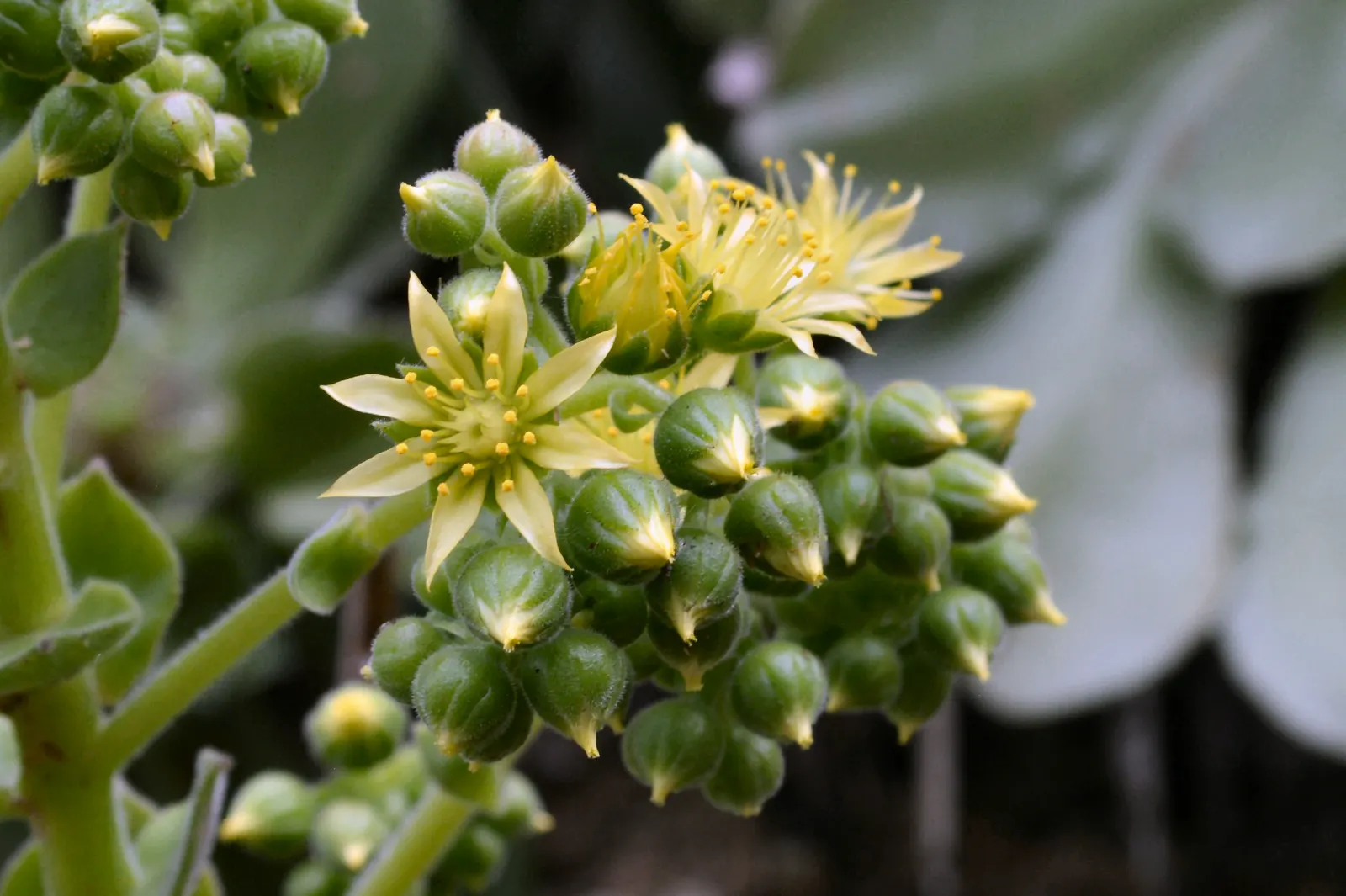 Giant Velvet Rose (Aeonium Canariense) — Gardeners should note its moderate growth rate when considering its place in the landscape design; the plant favors