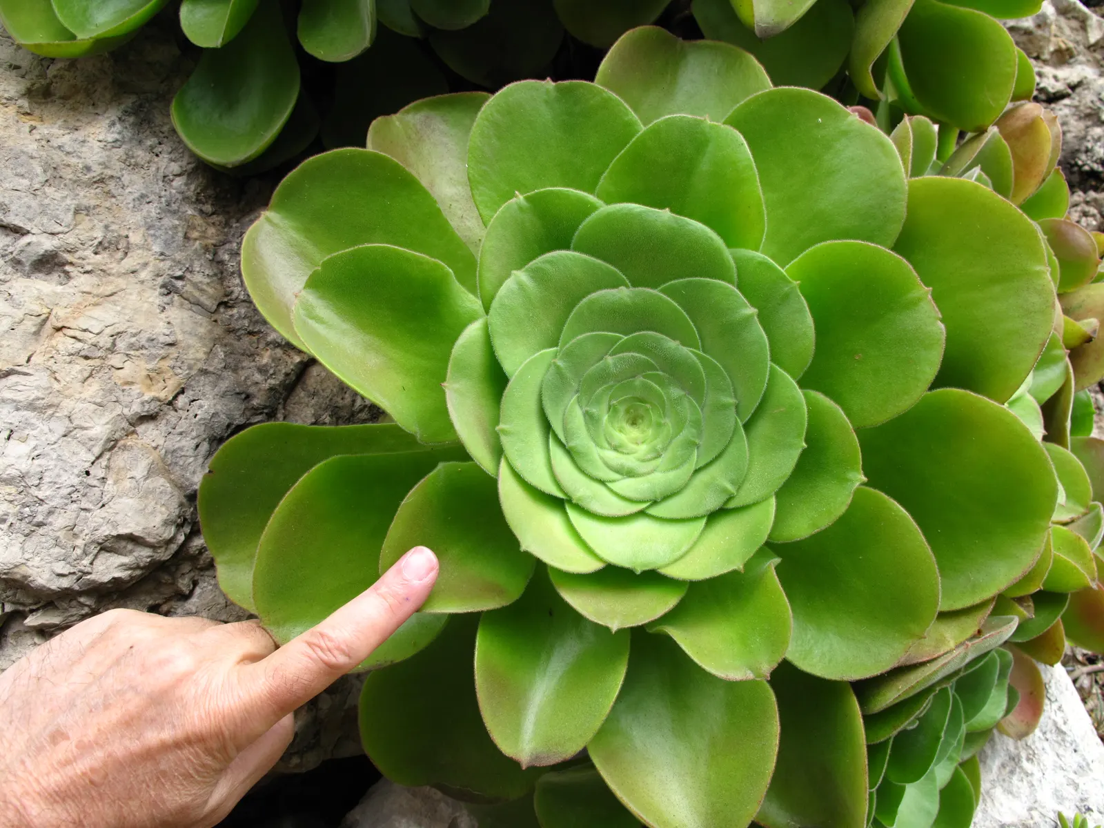 Giant Velvet Rose (Aeonium Canariense) — succulent for full or half or shade