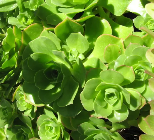 Giant Velvet Rose (Aeonium Canariense) — The Giant Velvet Rose is relatively low-maintenance